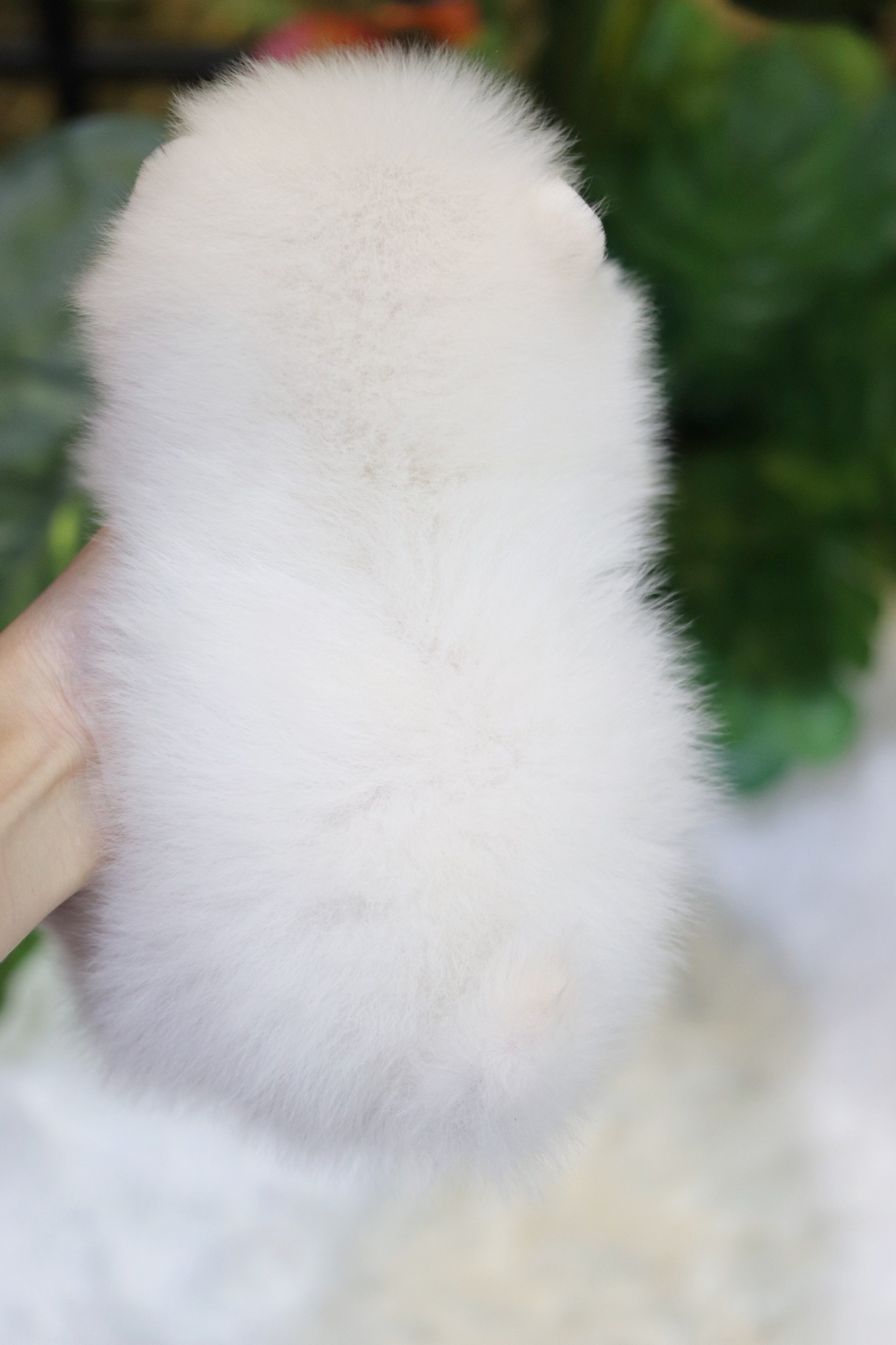 ปอมเมอเรเนียน เพศผู้ ขาวครีม