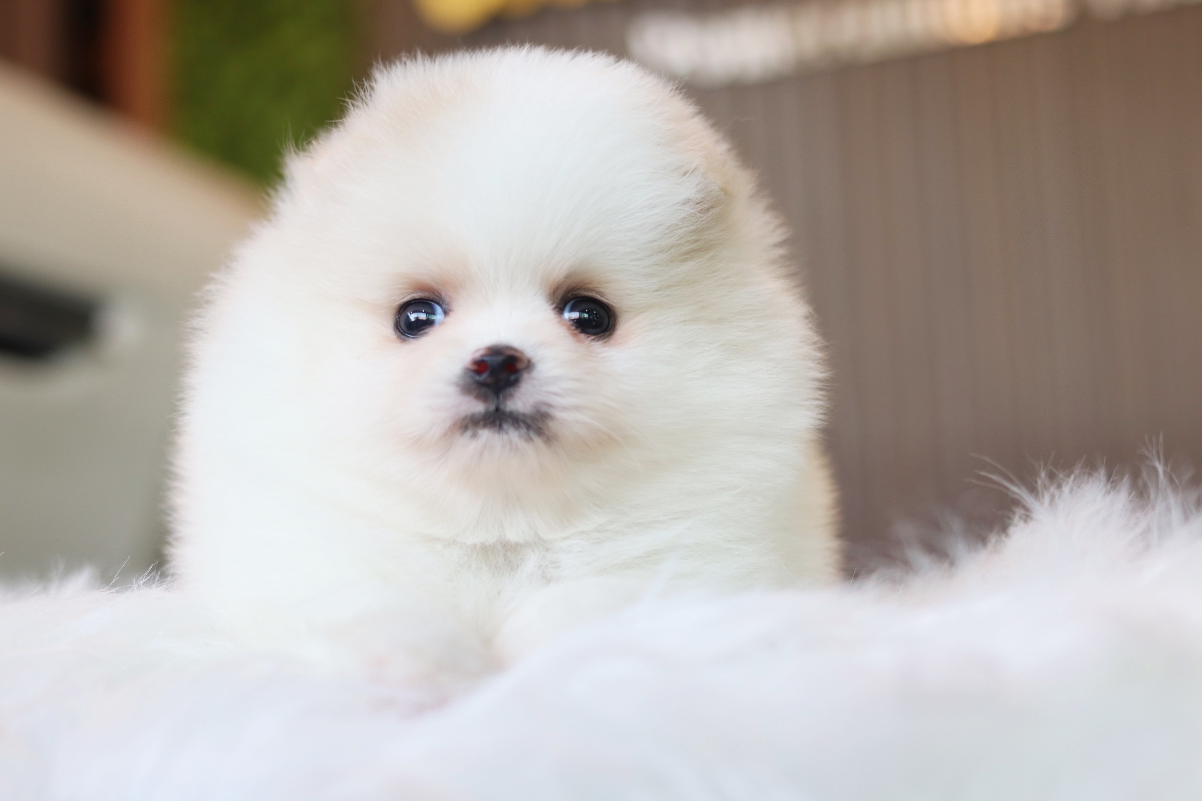 ปอมเมอเรเนียน เพศผู้ สีขาวครีม