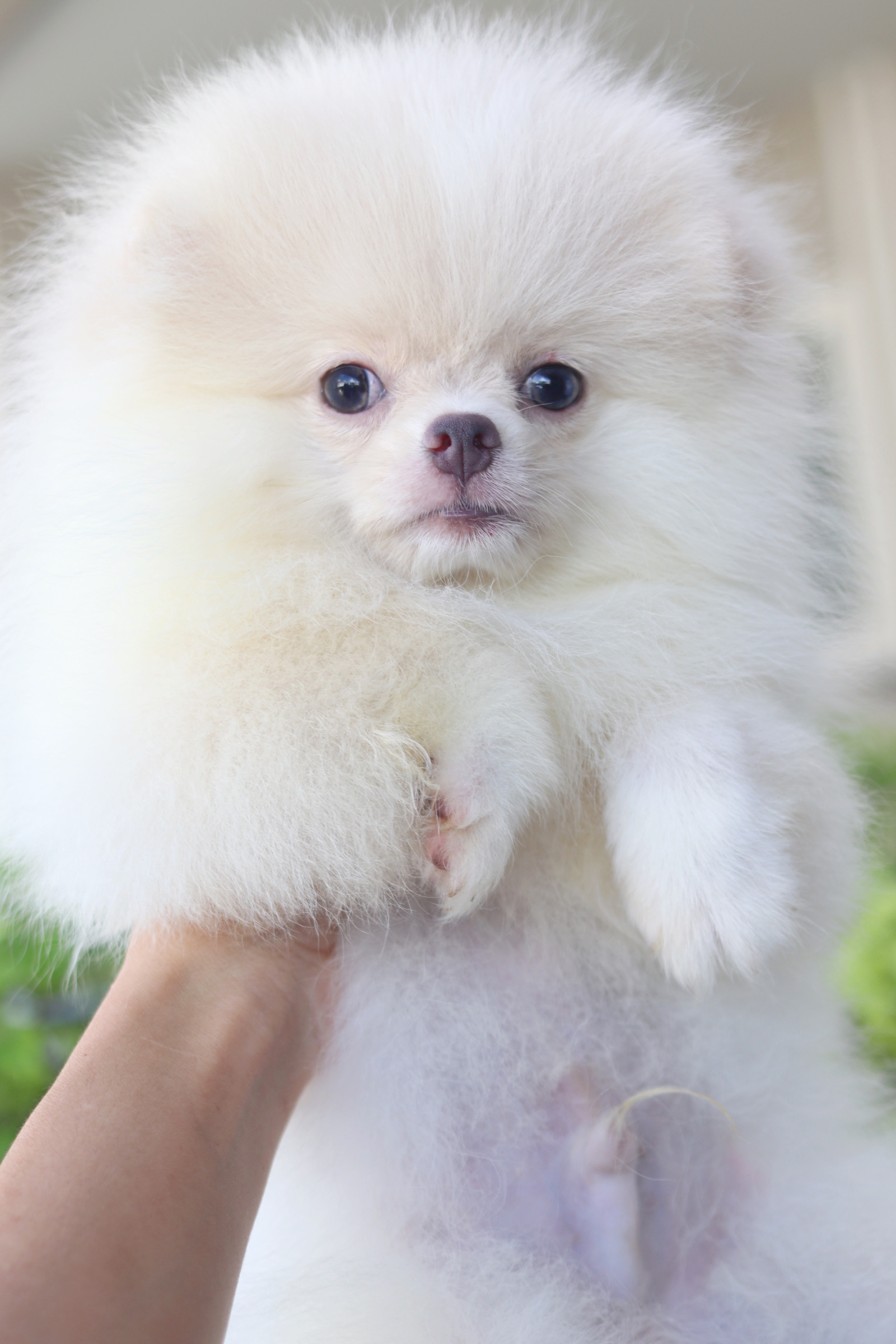 ปอมเมอเรเนียน เพศผู้ สีขาวครีม