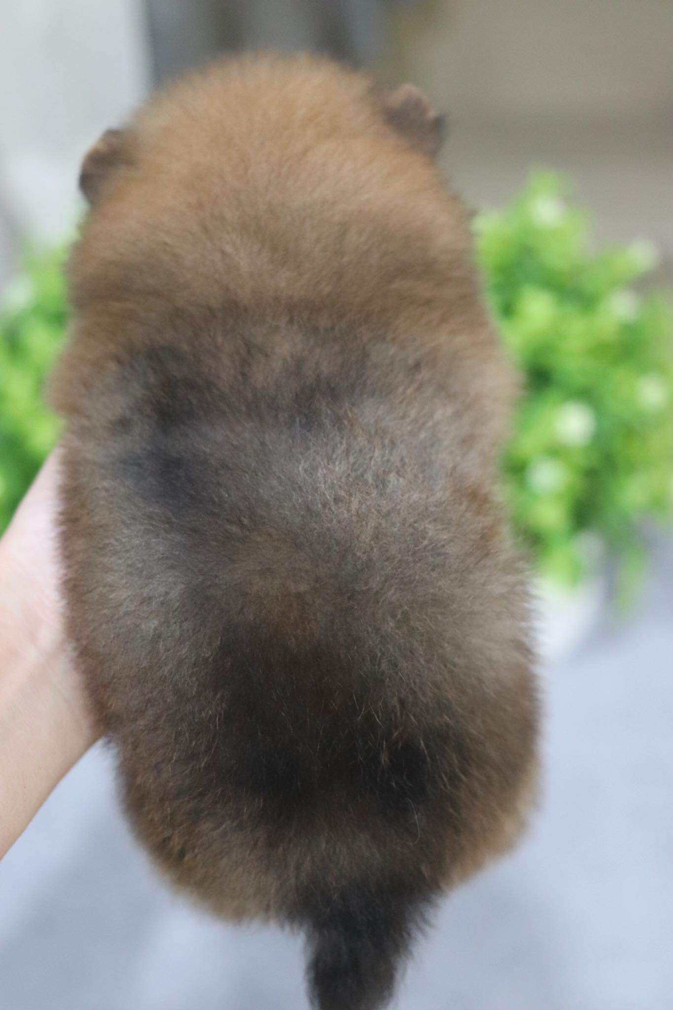 ปอมเมอเรเนียน เพศผู้