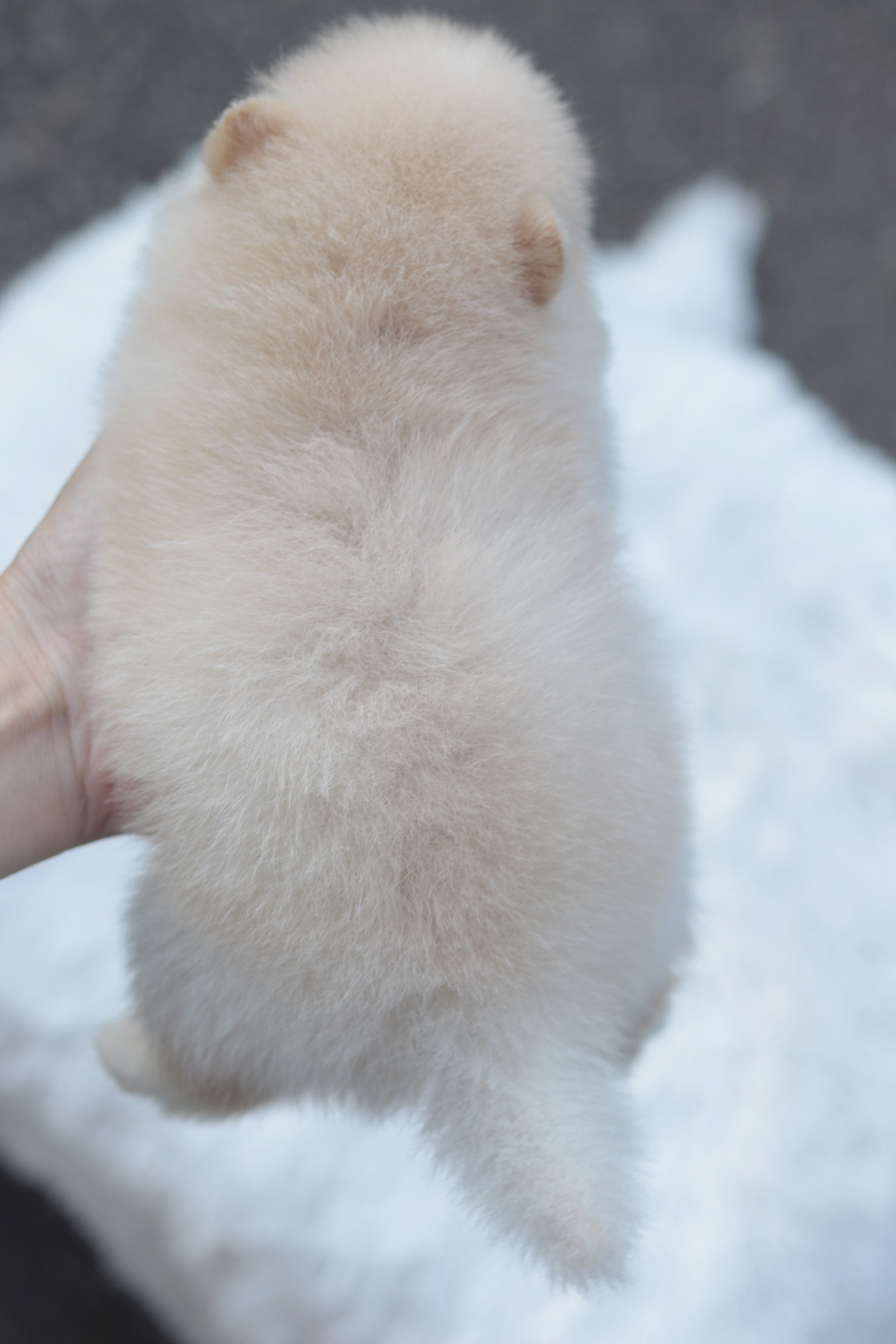 ปอมเมอเรเนียน เพศเมีย