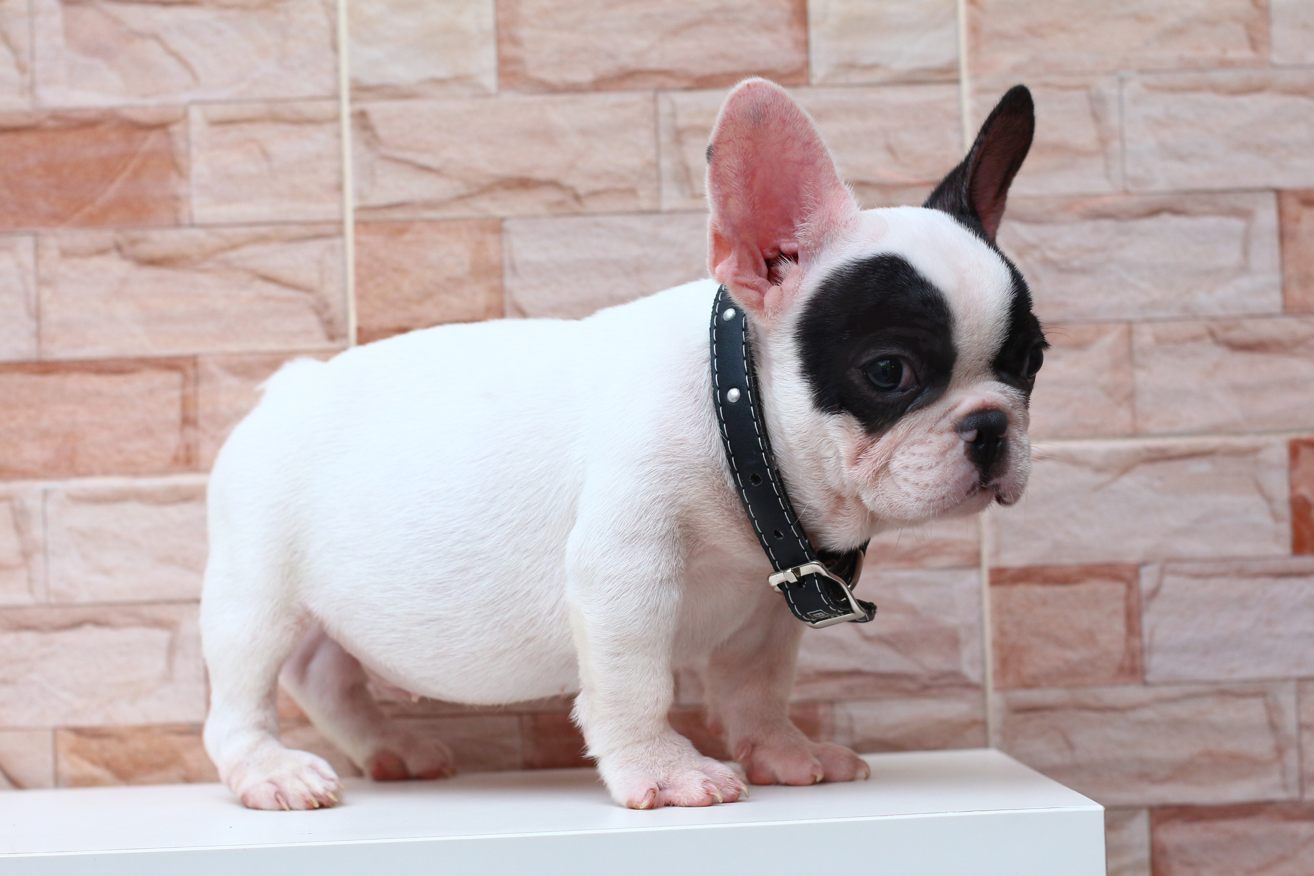 เด็กชายจั่นเจา หน้าตาน่ารัก ตัวเล็กๆขาสั้น ขี้อ้อนมากๆ