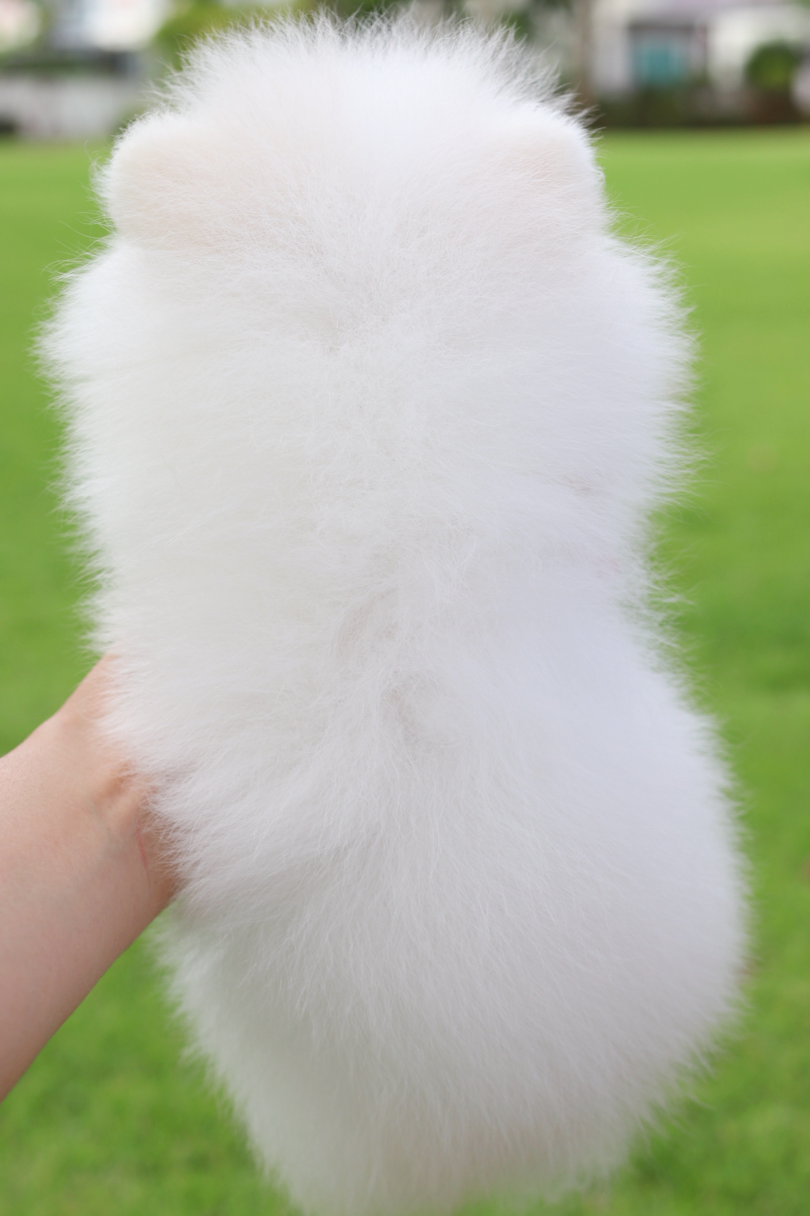 ปอมเมอเรเนียน เพศเมียสีขาวครีม เกรดโขว์