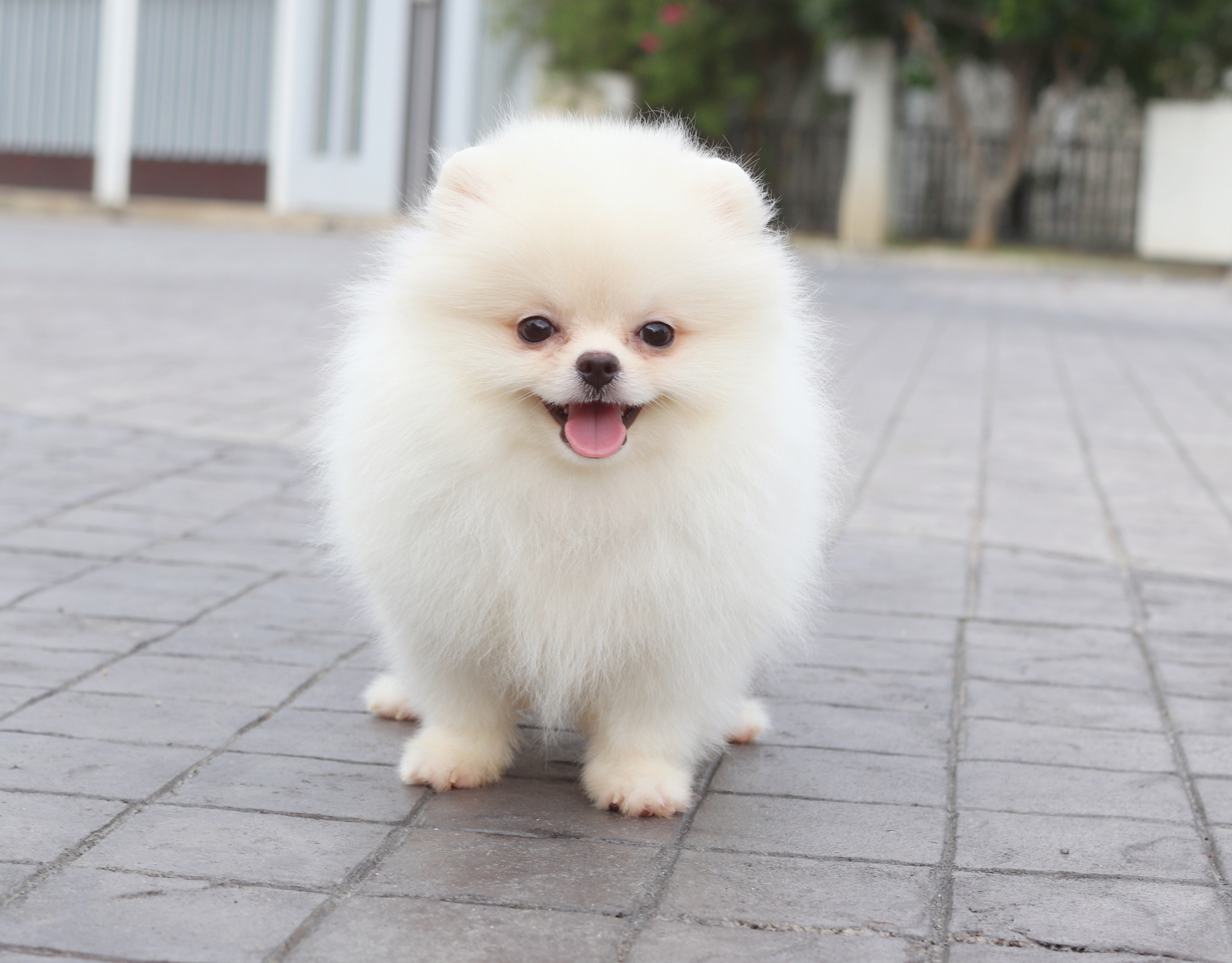 ปอมเมอเรเนียน เพศผู้ สีขาวครีม