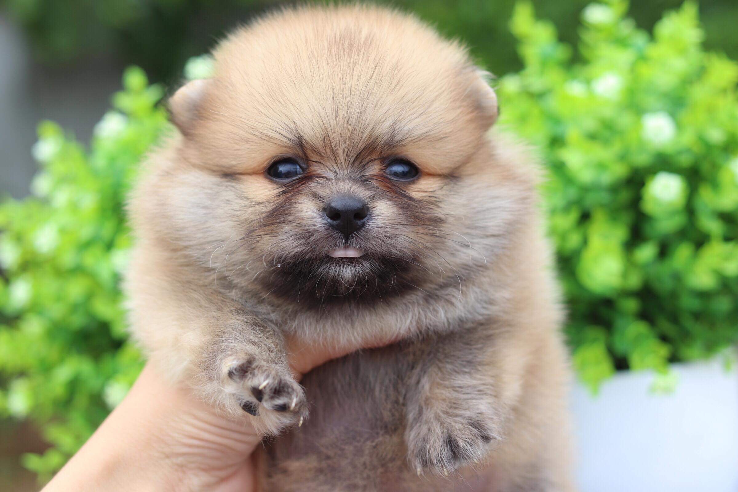 ปอมเมอเรเนียน เพศเมีย