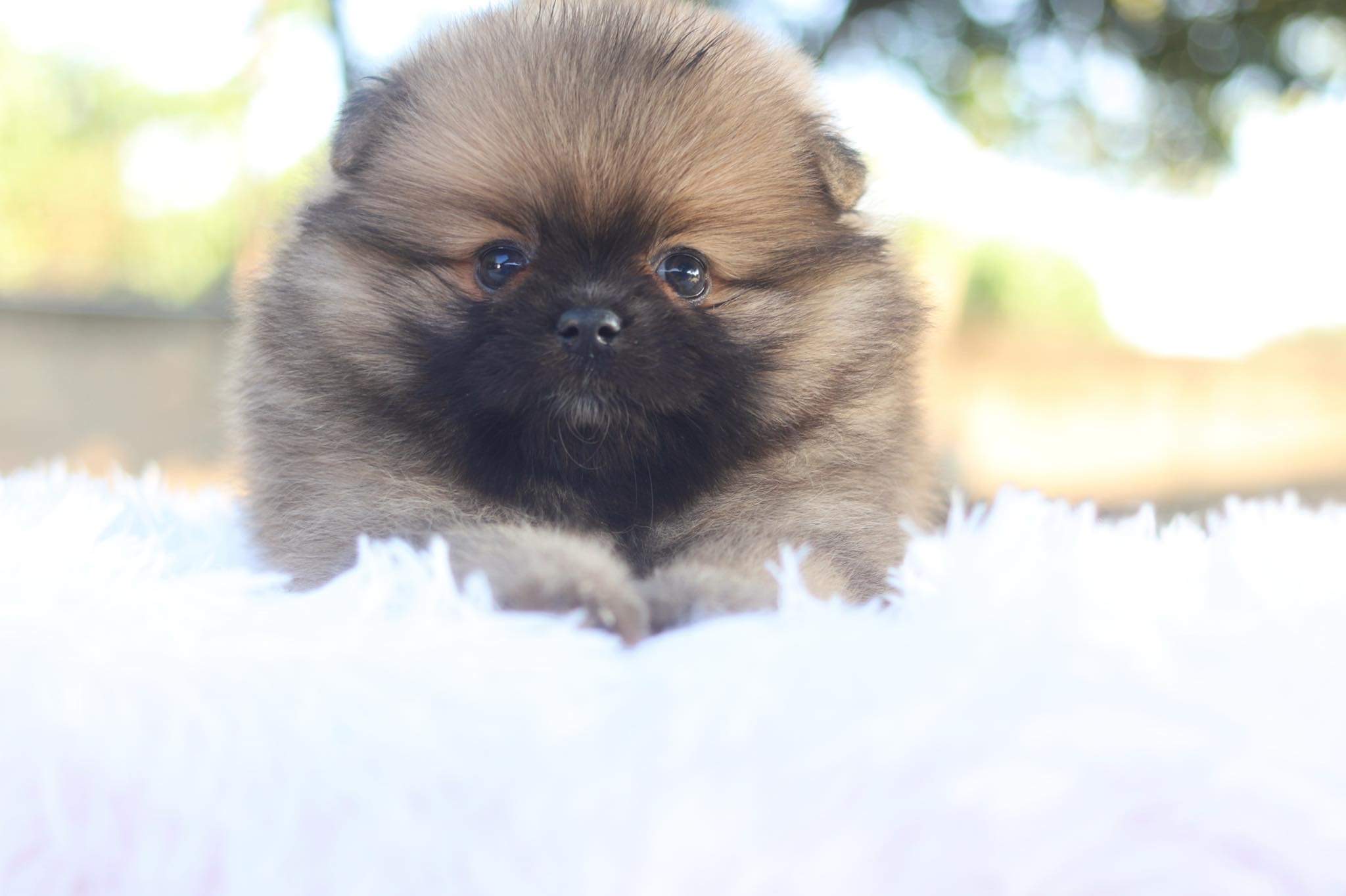 ปอมเมอเรเนียน เพศผู้ สีส้ม ขนแน่น