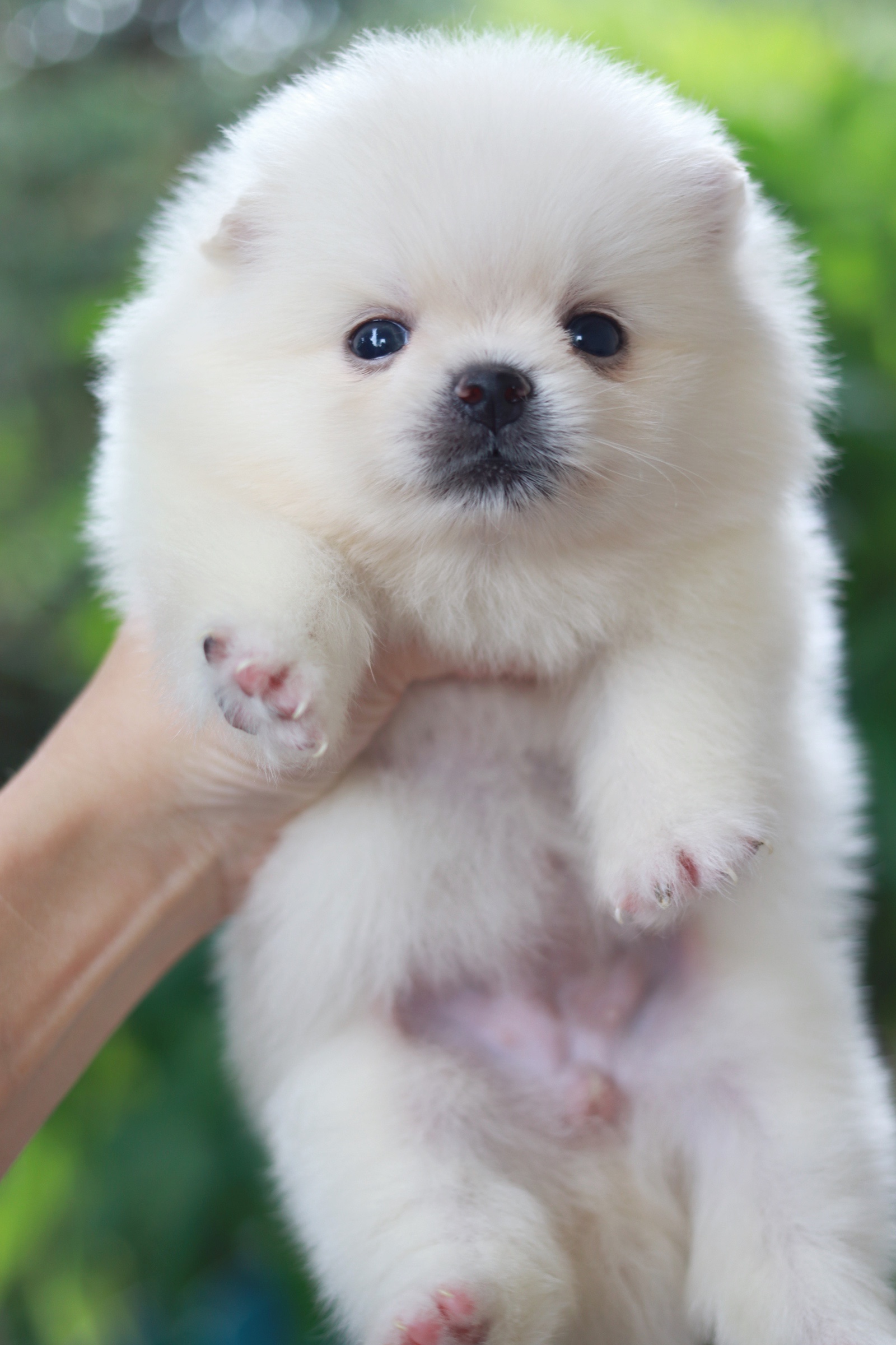 ปอมเมอเรเนียน เพศเมียขาวครีมเกรดโชว์