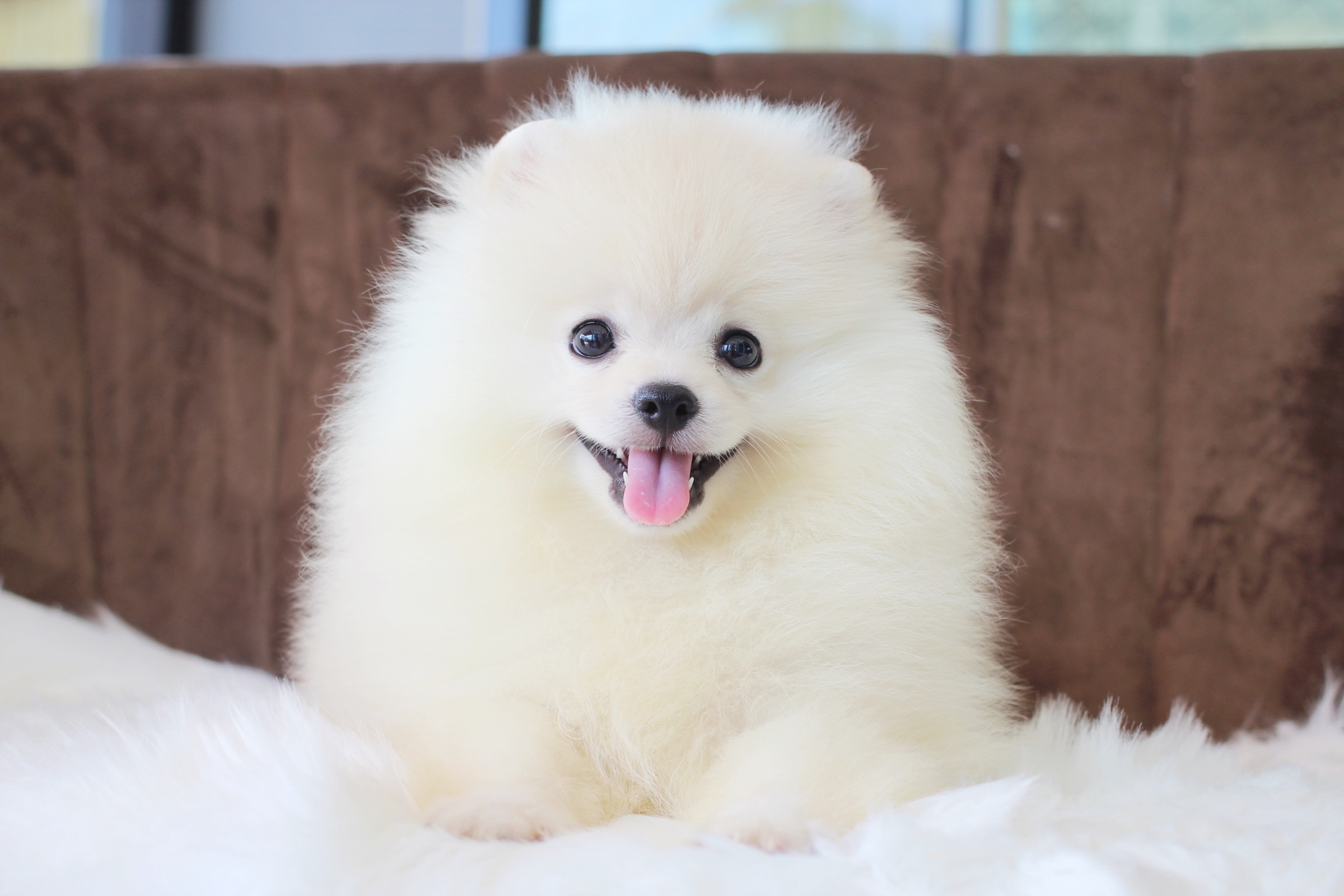ปอมเมอเรเนียน เพศผู้ สีขาวครีม