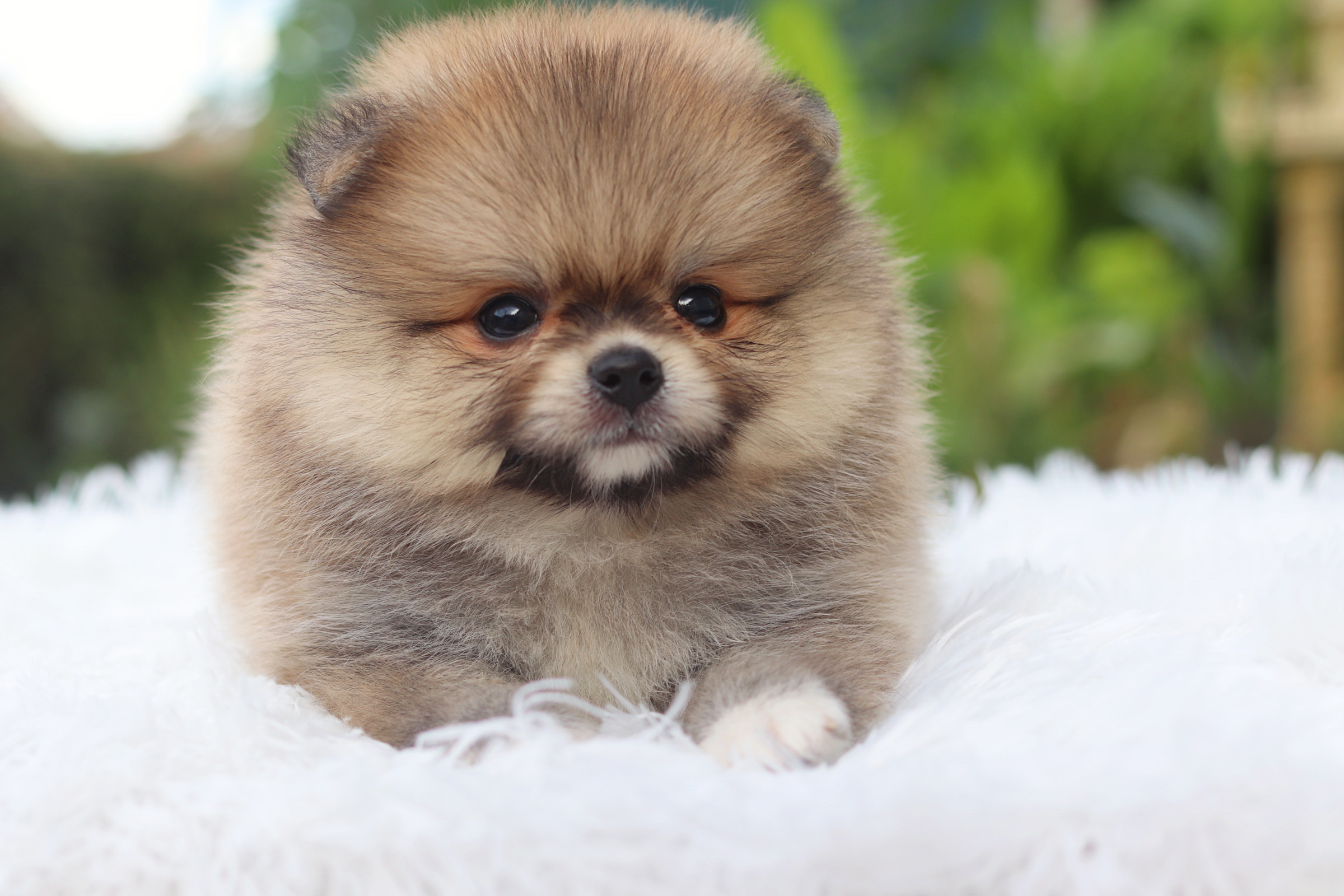 ปอมเมอเรเนียน เพศผู้สีส้ม