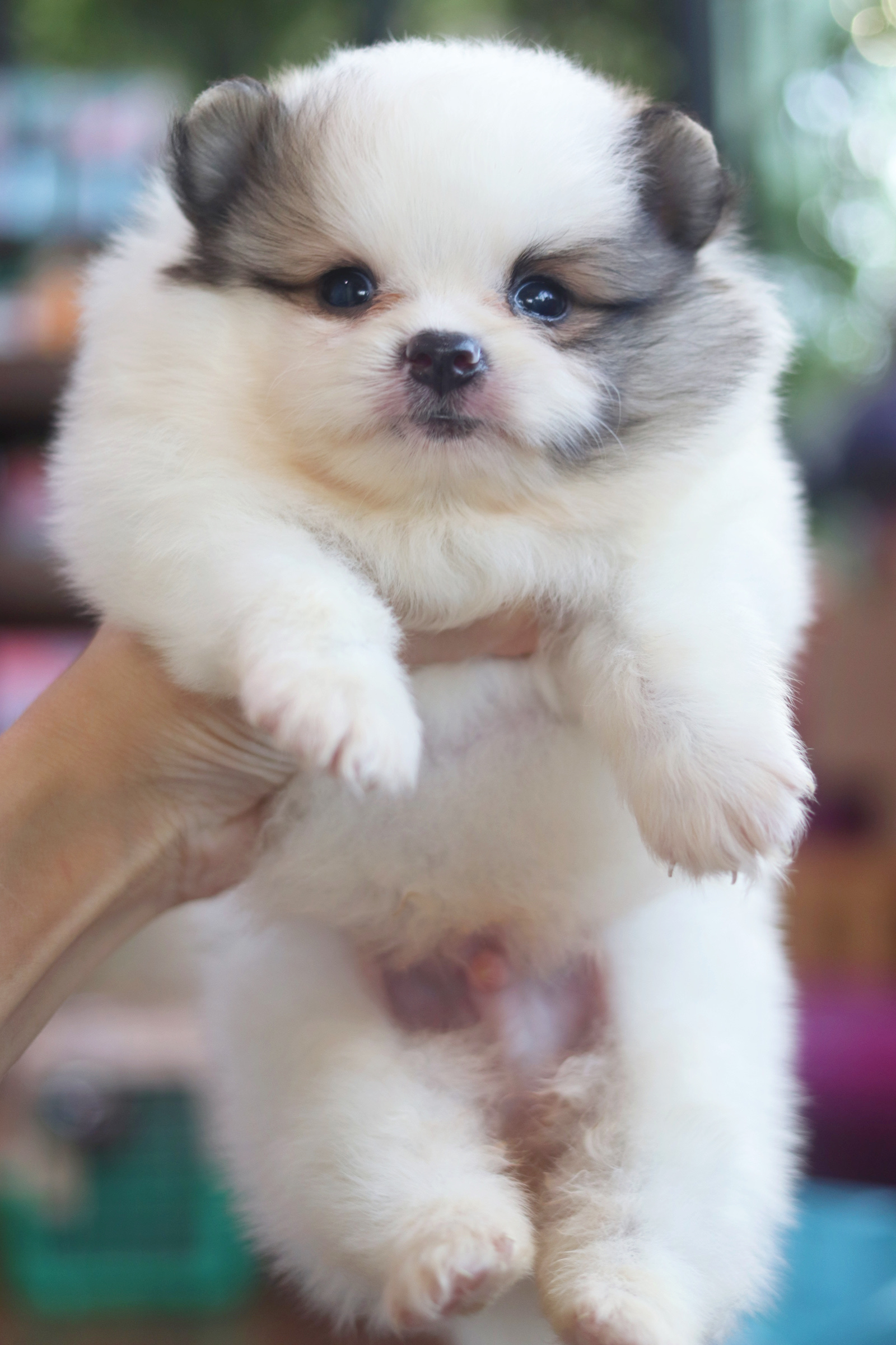 ปอมเมอเรเนียน เพศผู้สีแฟนซี