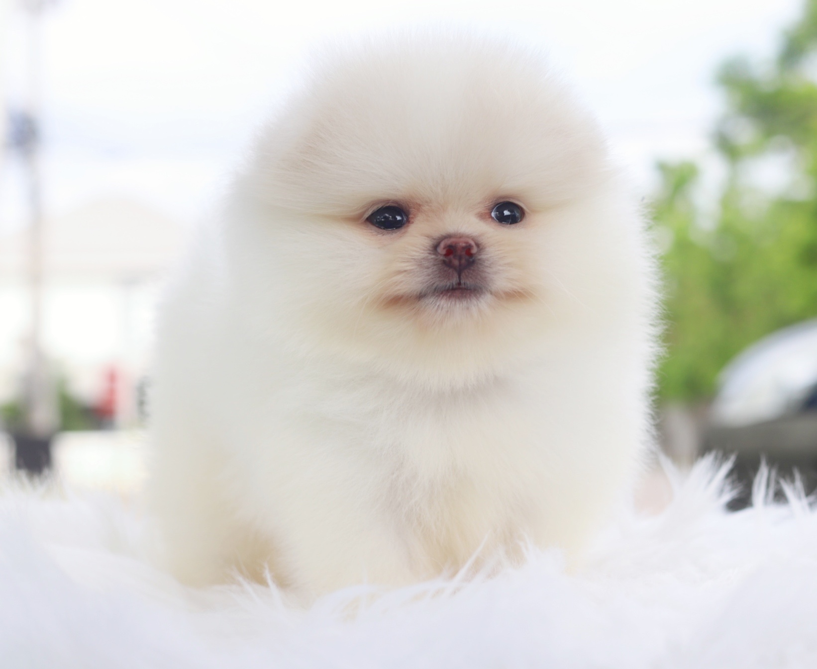 ปอมเมอเรเนียน เพศผู้สีขาวครีม เกรดโชว์