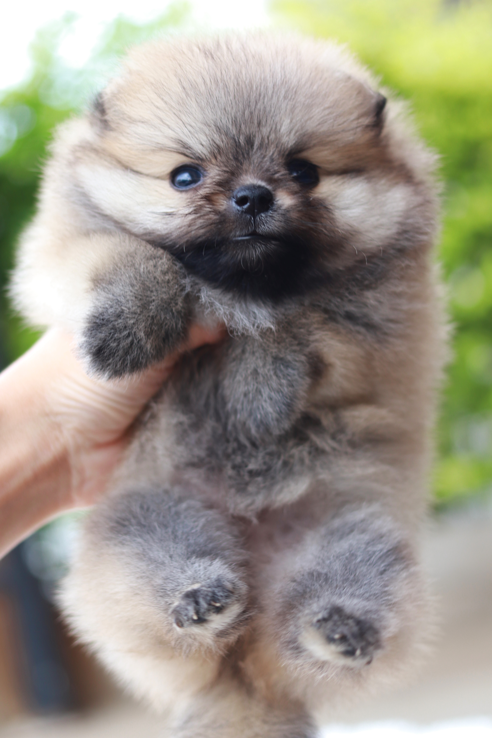 ปอมเมอเรเนียน เพศเมีย สีส้ม