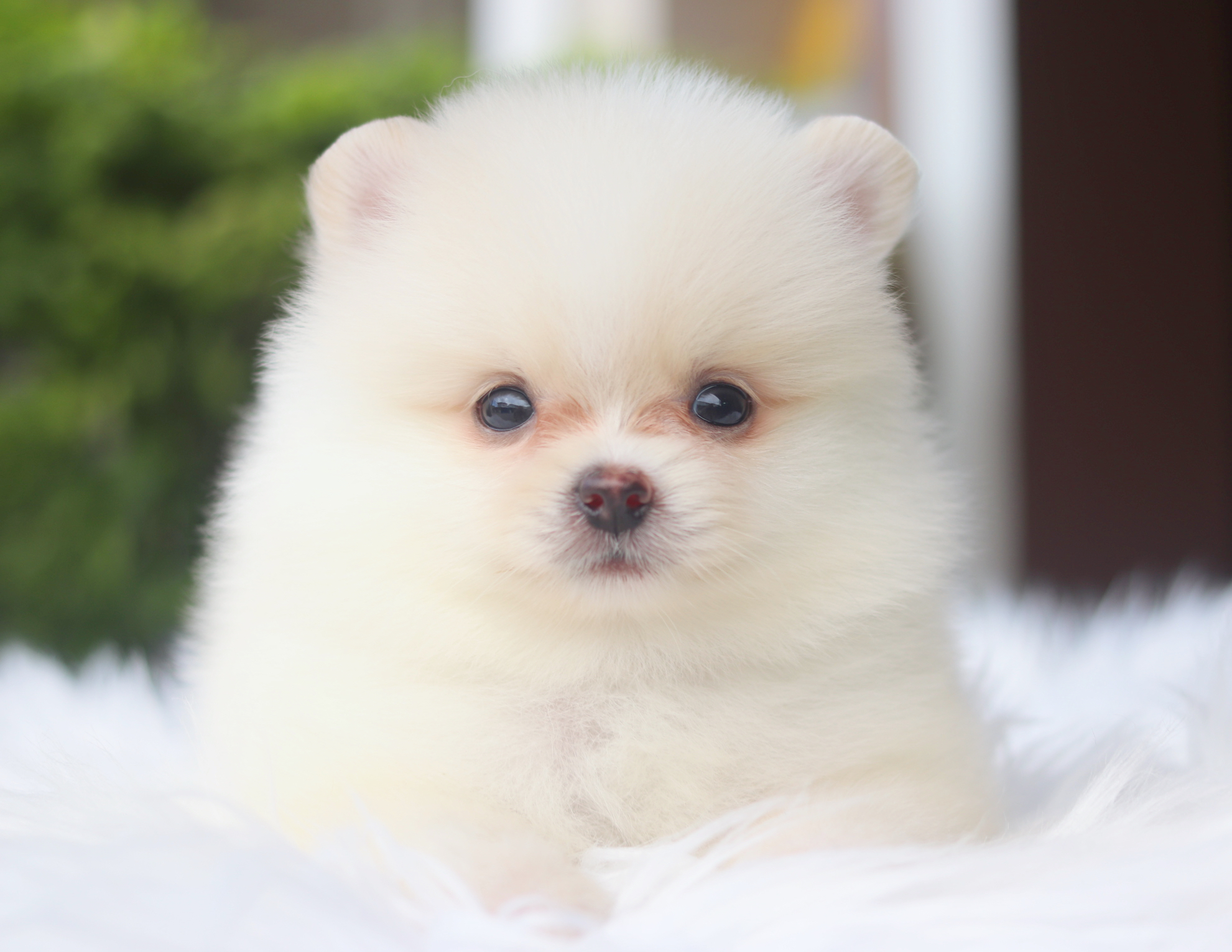 ปอมเมอเรเนียน เพศผู้สีขาวครีม