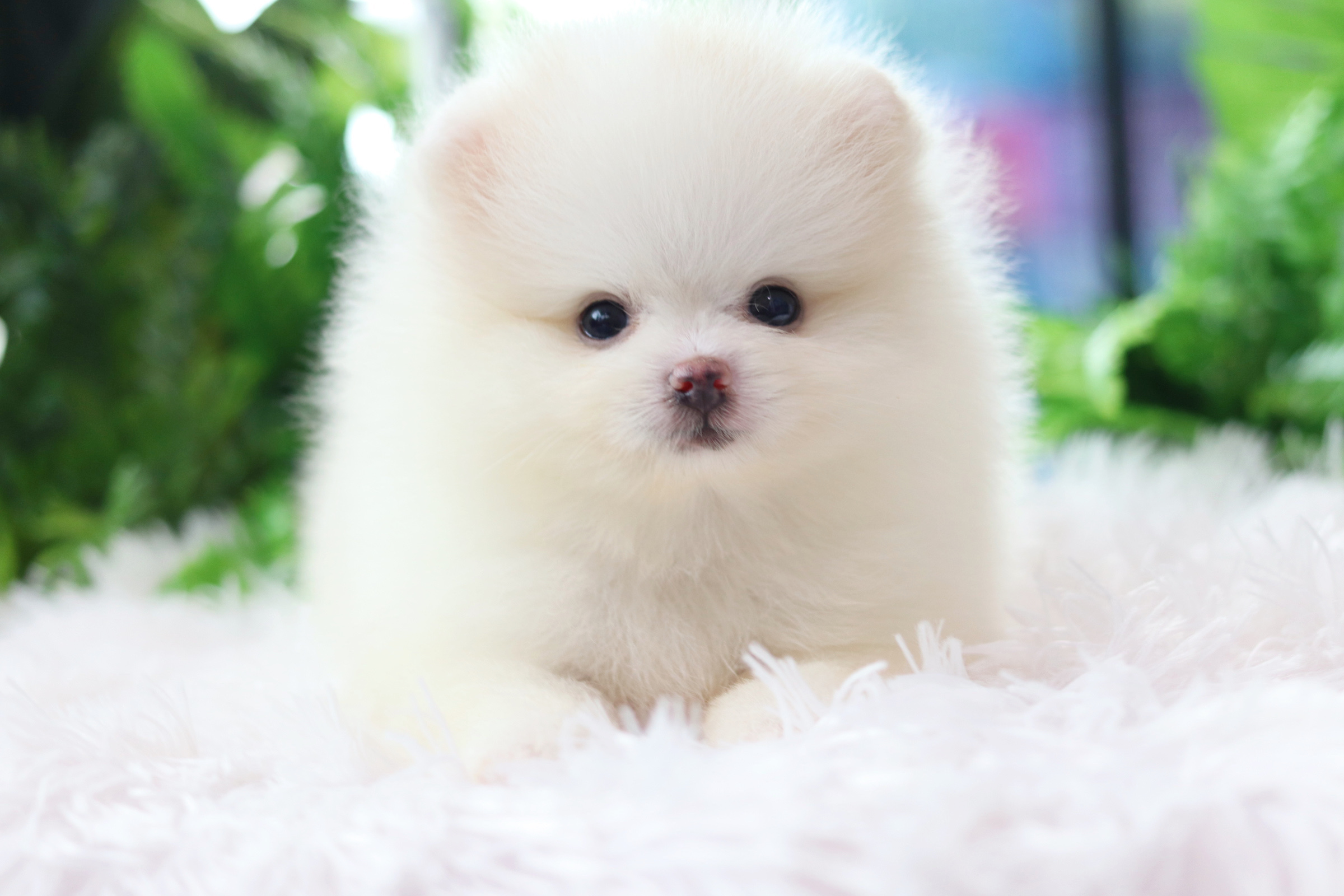 ปอมเมอเรเนียน เพศเมีย สีขาวครีม