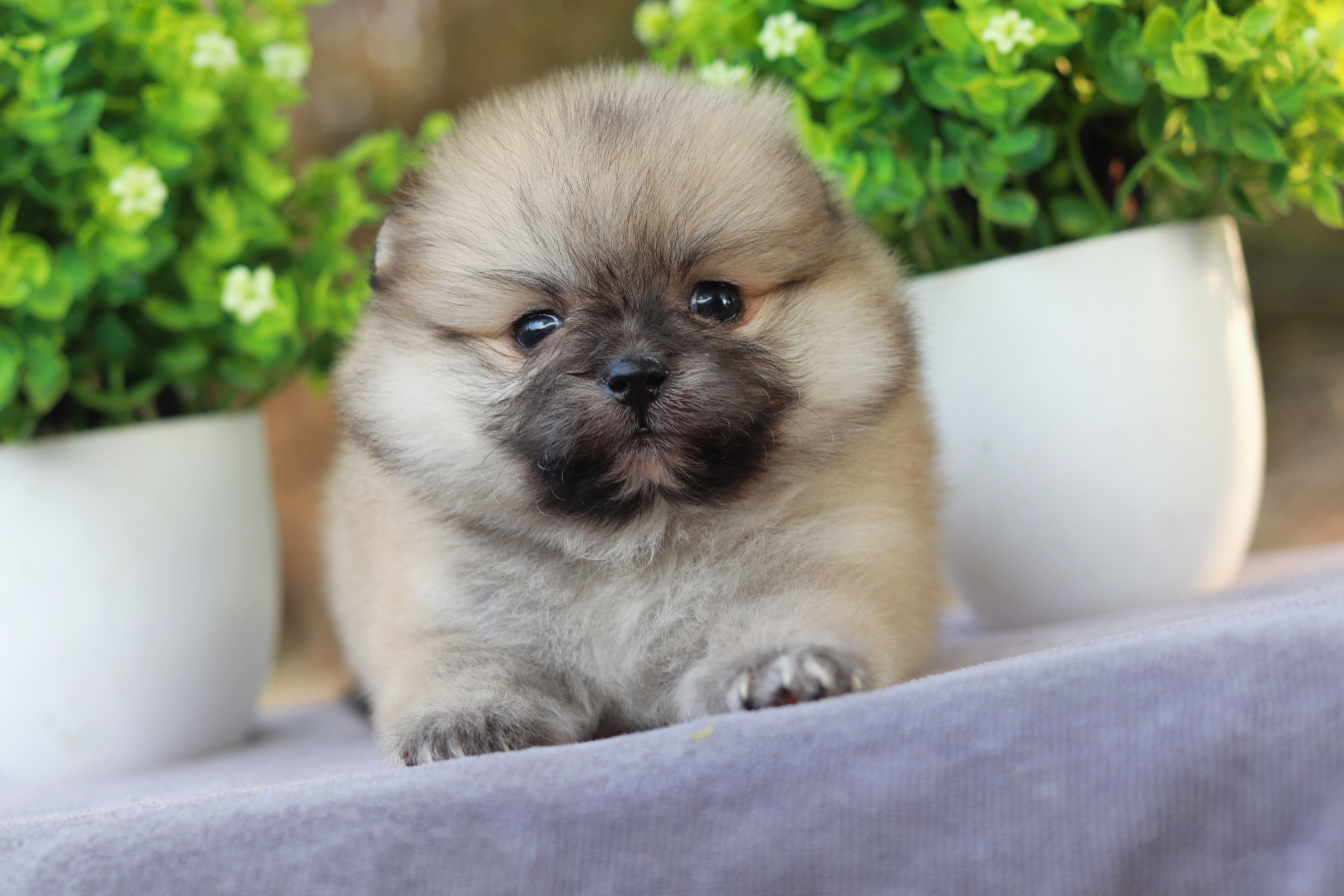 ปอมเมอเรเนียน เพศเมีย