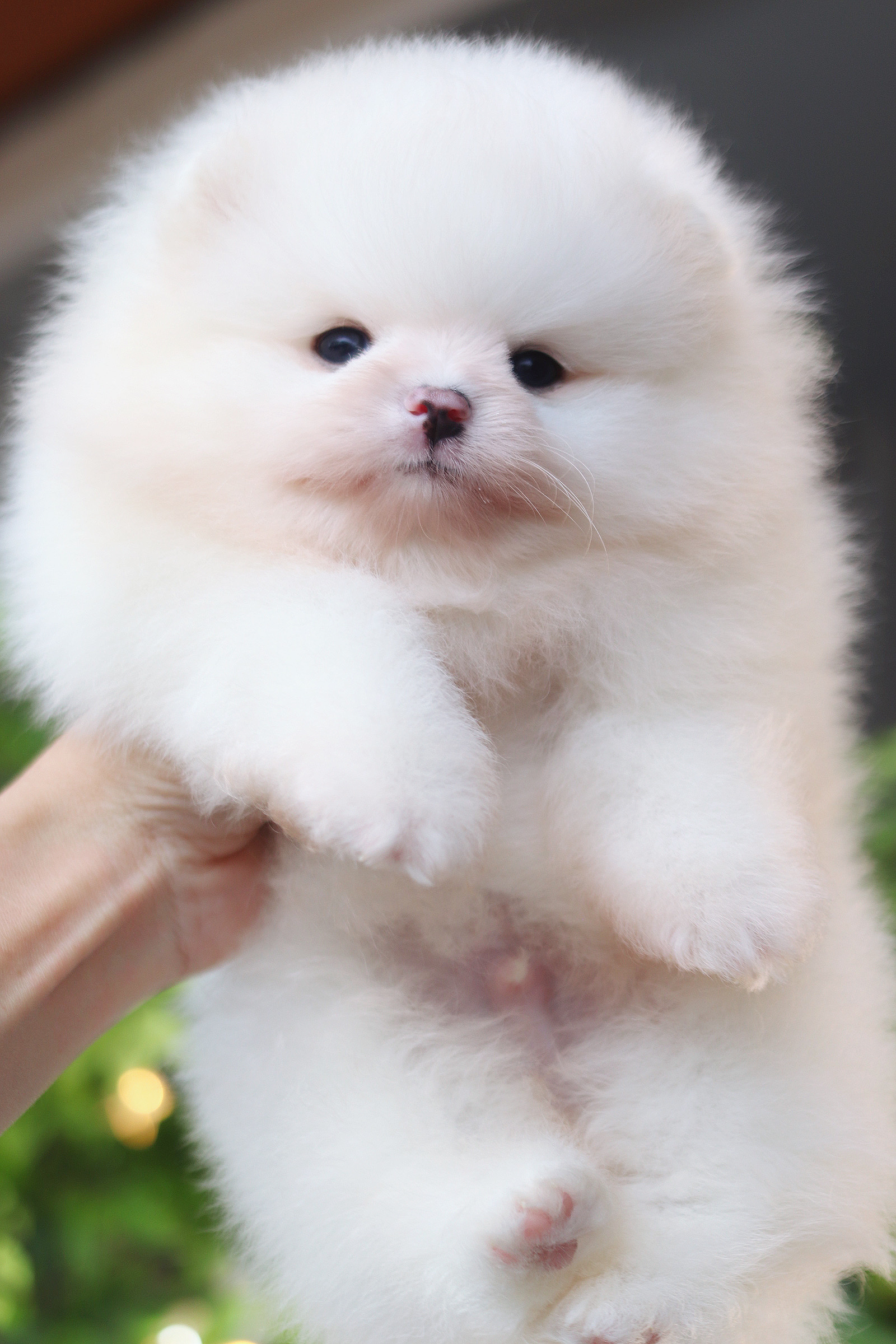 ปอมเมอเรเนียน เพศผู้สีขาวครีมเกรดโชว์