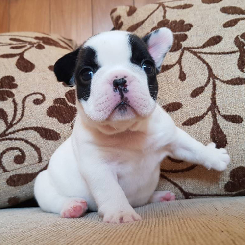 เฟรนช์บูลด็อก เพศเมีย สีขาวดำ น่าตาน่ารัก
