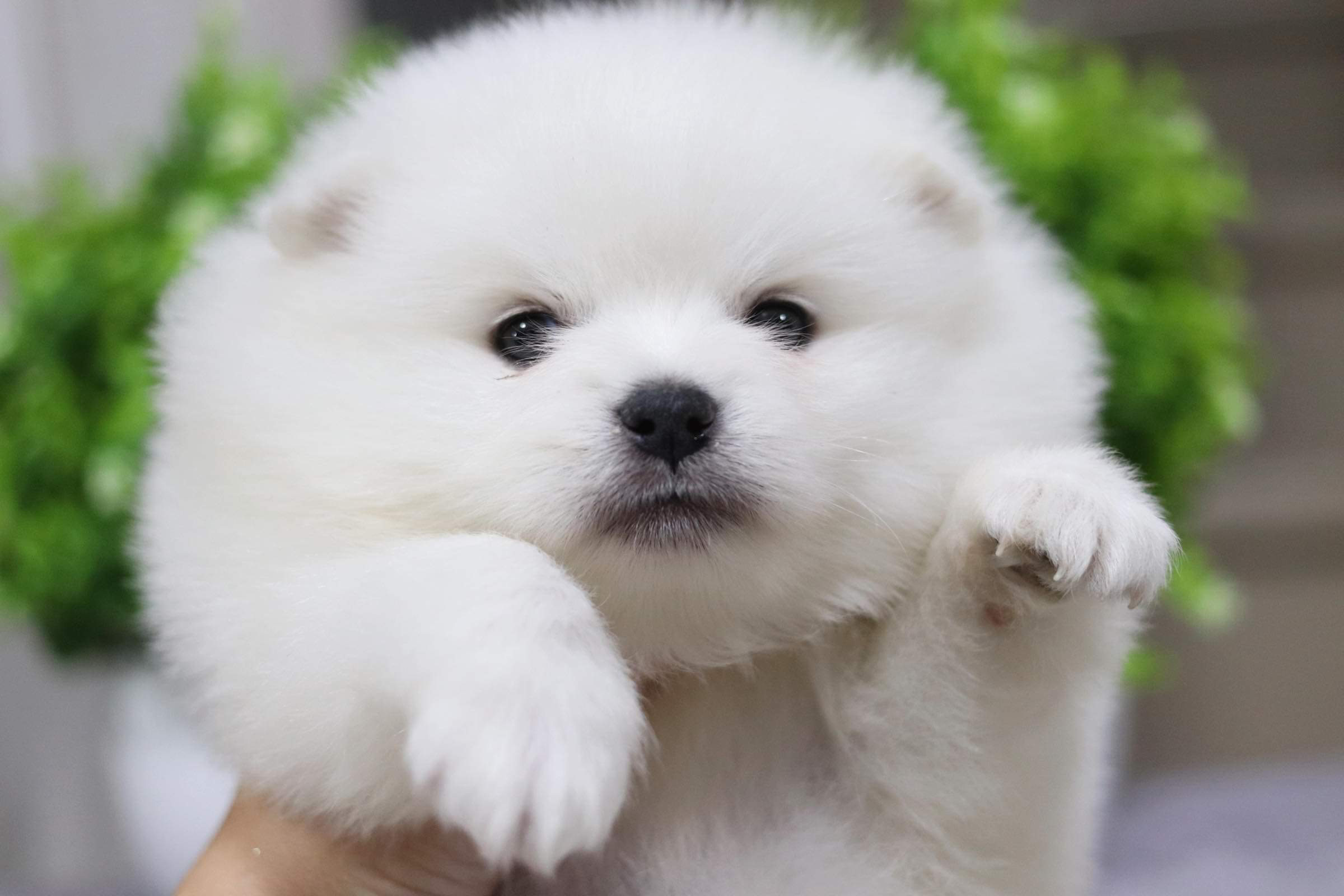 ปอมเมอเรเนียน เพศผู้