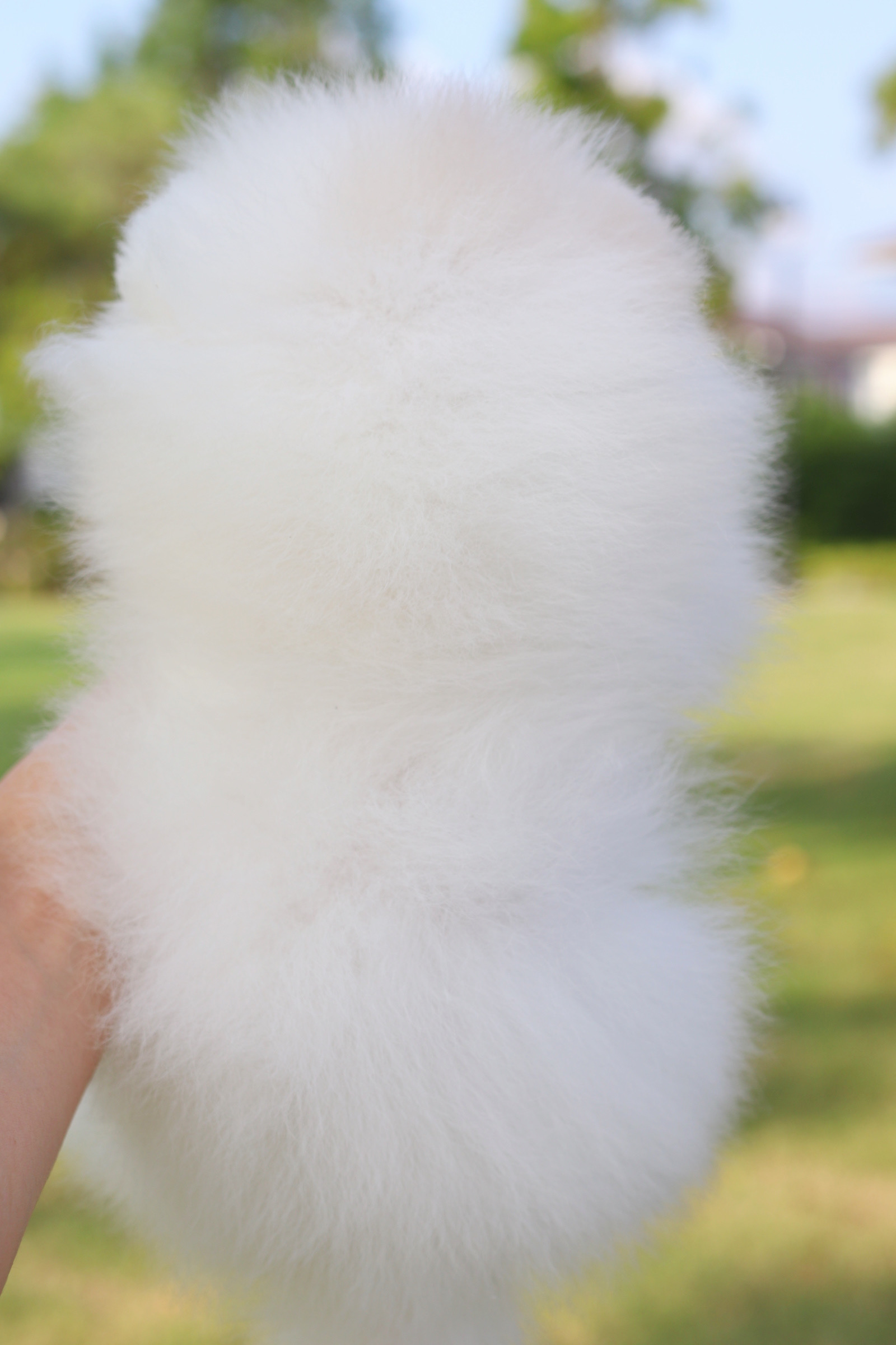 ปอมเมอเรเนียน เพศผู้ สีขาว เกรดโชว์