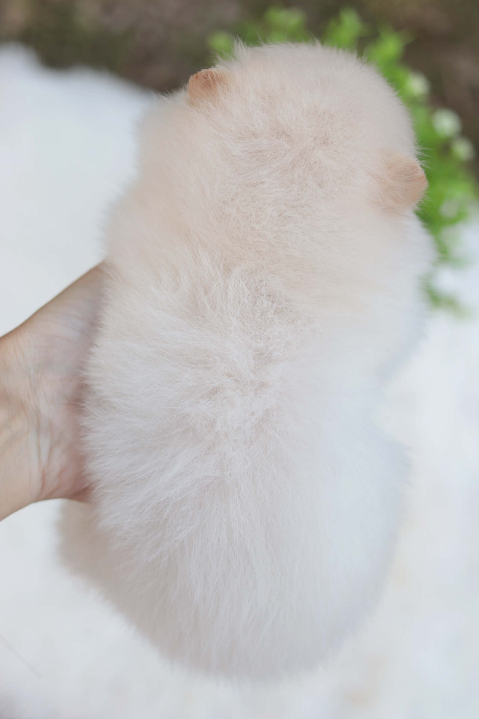 ปอมเมอเรเนียน เพศเมียขาวครีม