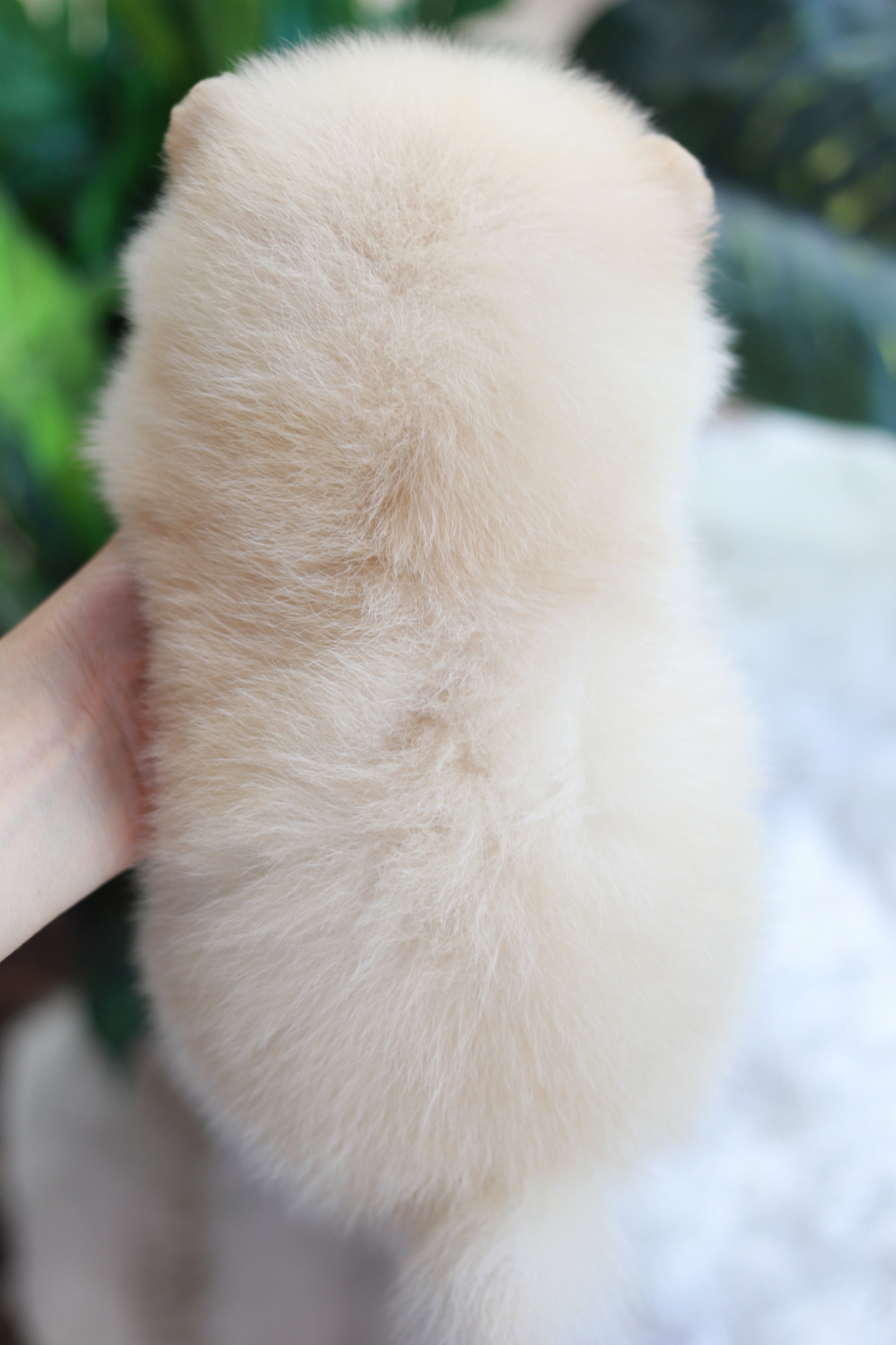 ปอมเมอเรเนียน เพศเมียสีครีม