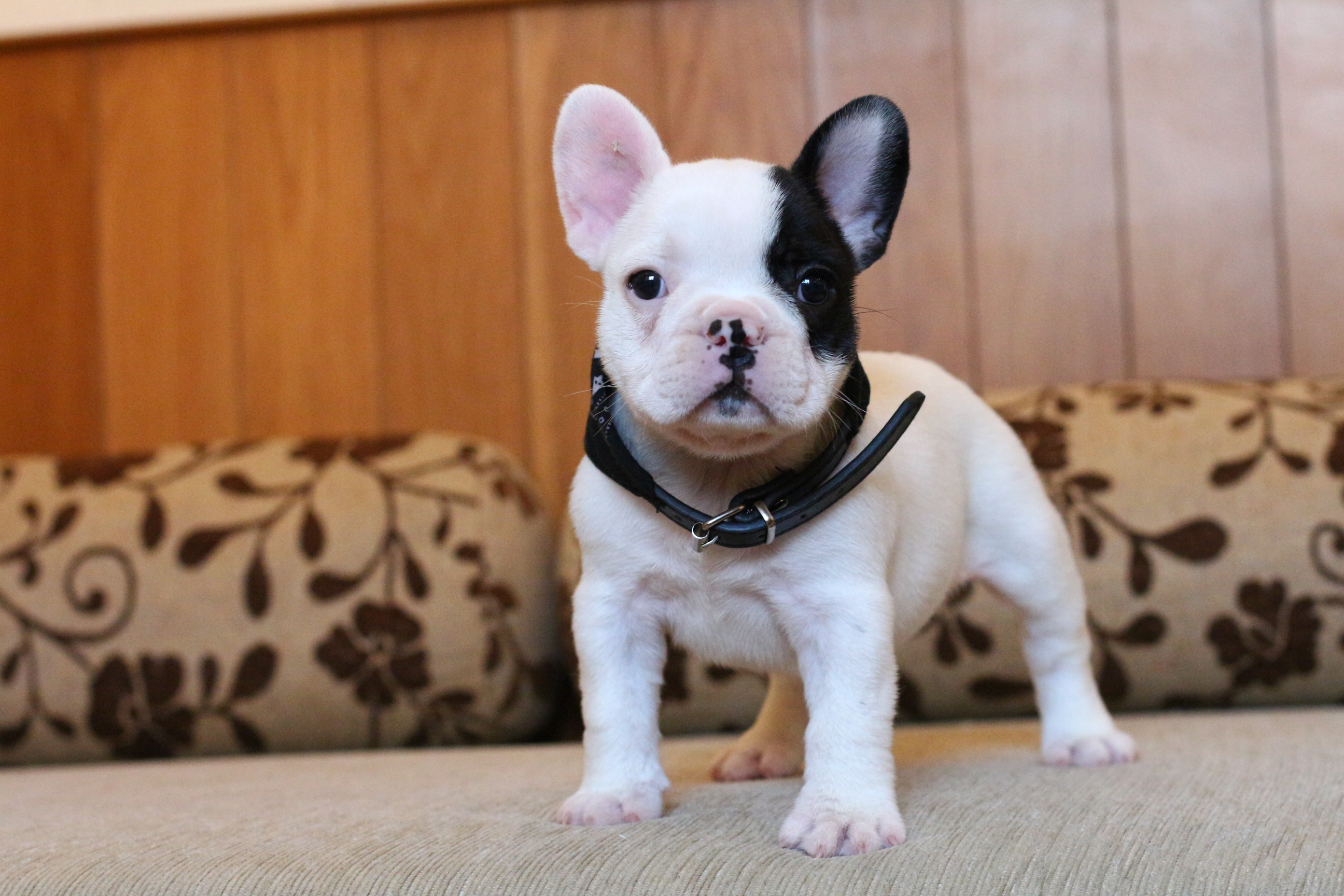 เด็กชายกันดั้ม หน้าตาเท่ห์ๆ โครงสร้างสวยๆ