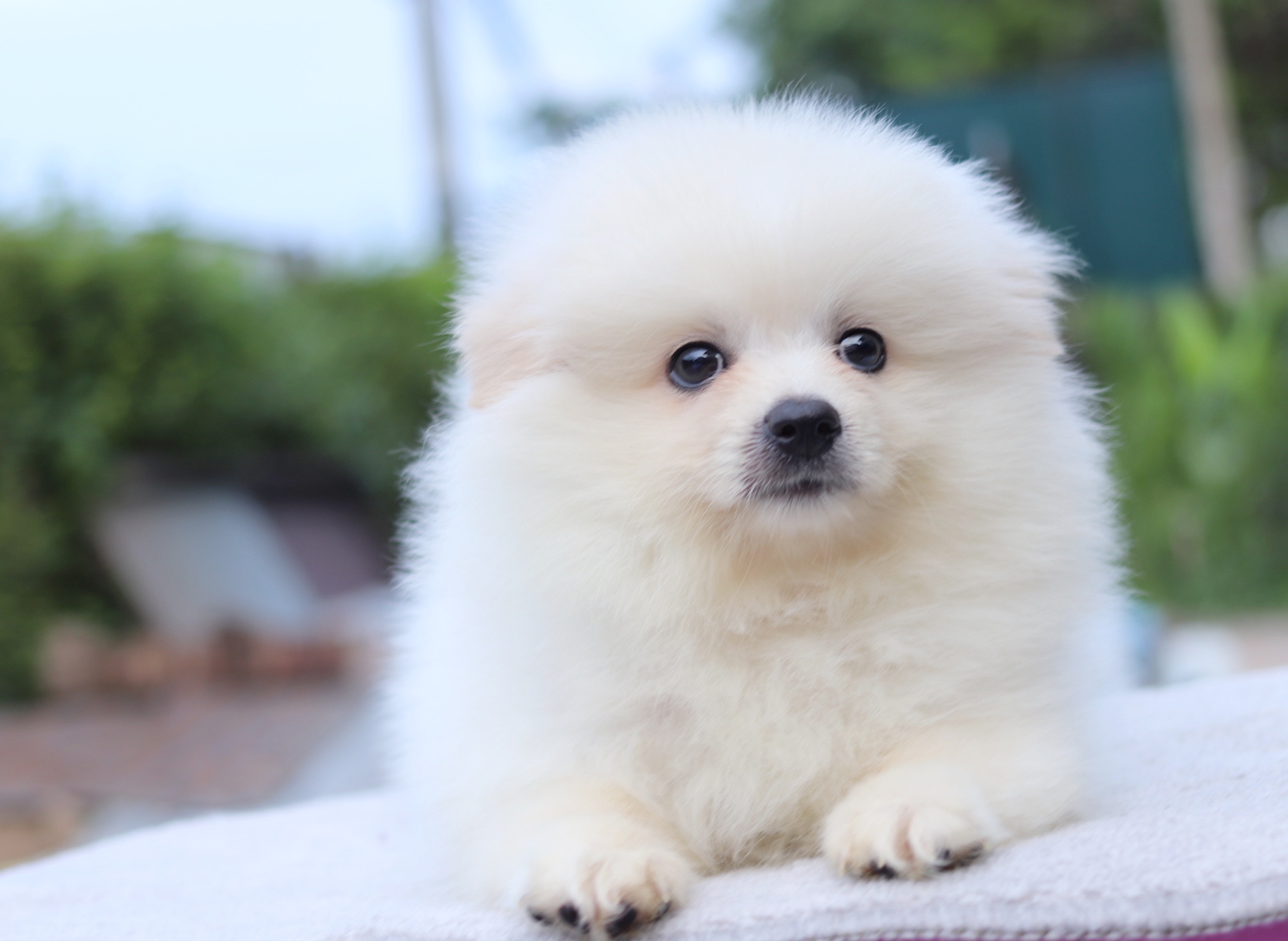 ปอมเมอเรเนียน เพศผู้สีขาวครีม