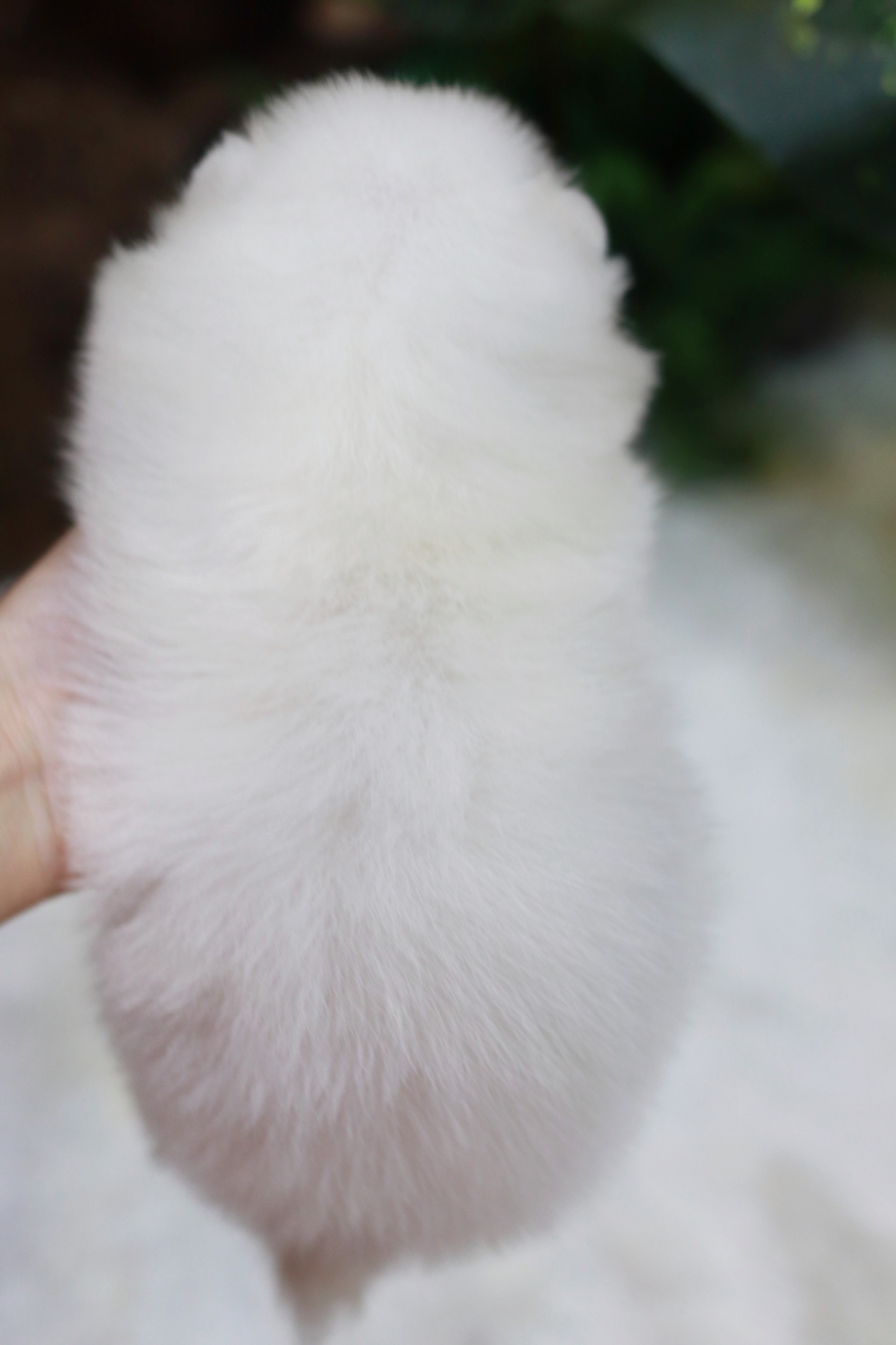 ปอมเมอเรเนียน เพศผู้ สีขาว