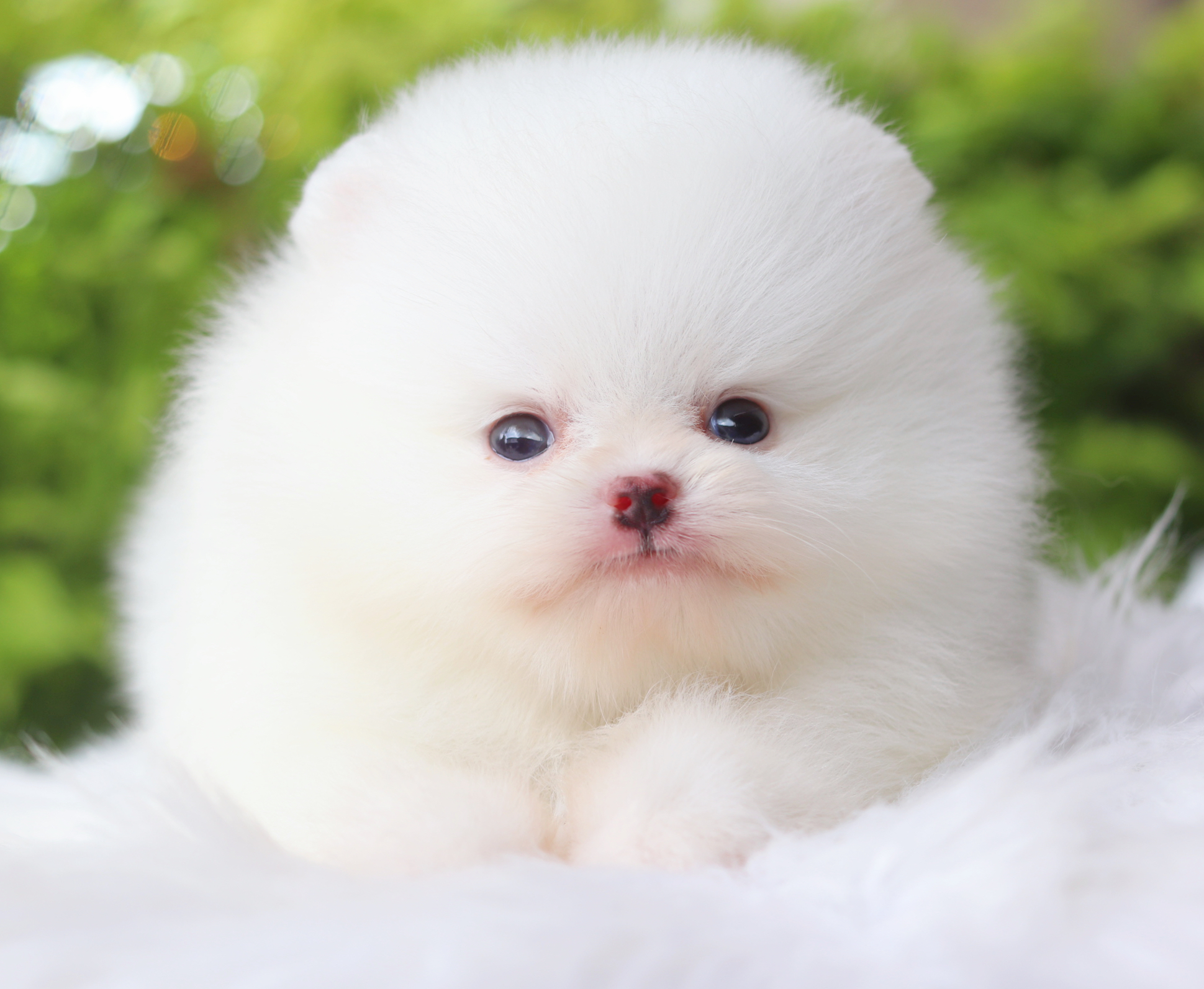 ปอมเมอเรเนียน เพศผู้ สีขาว เกรดโชว์ สายเลือดเกาหลี