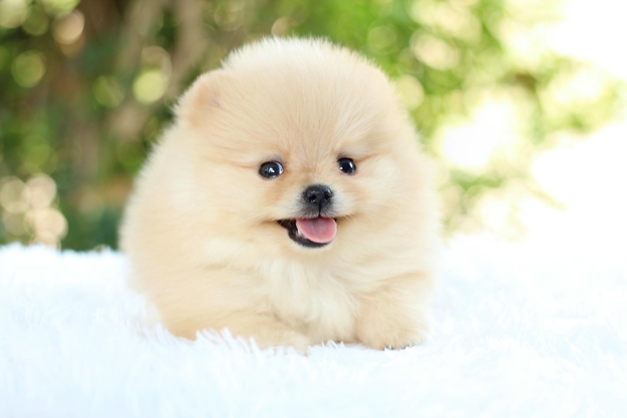 ปอมเมอเรเนียน เพศเมียสีครีม หน้าตุ๊กตา