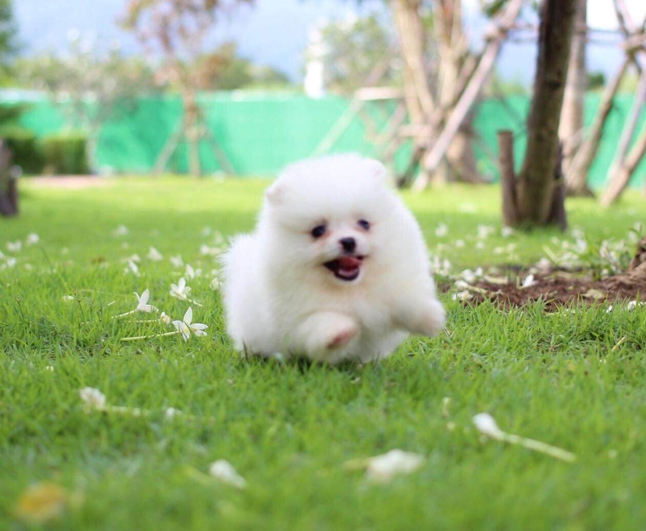 ปอมเมอเรเนียน เพศผู้