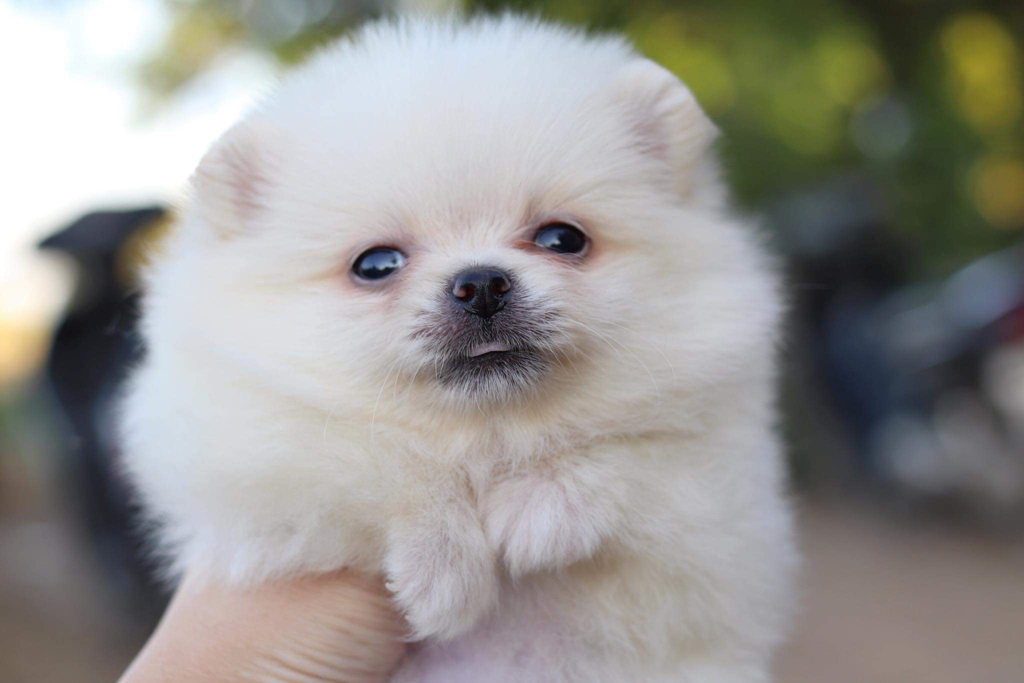 ปอมเมอเรเนียน เพศเมีย