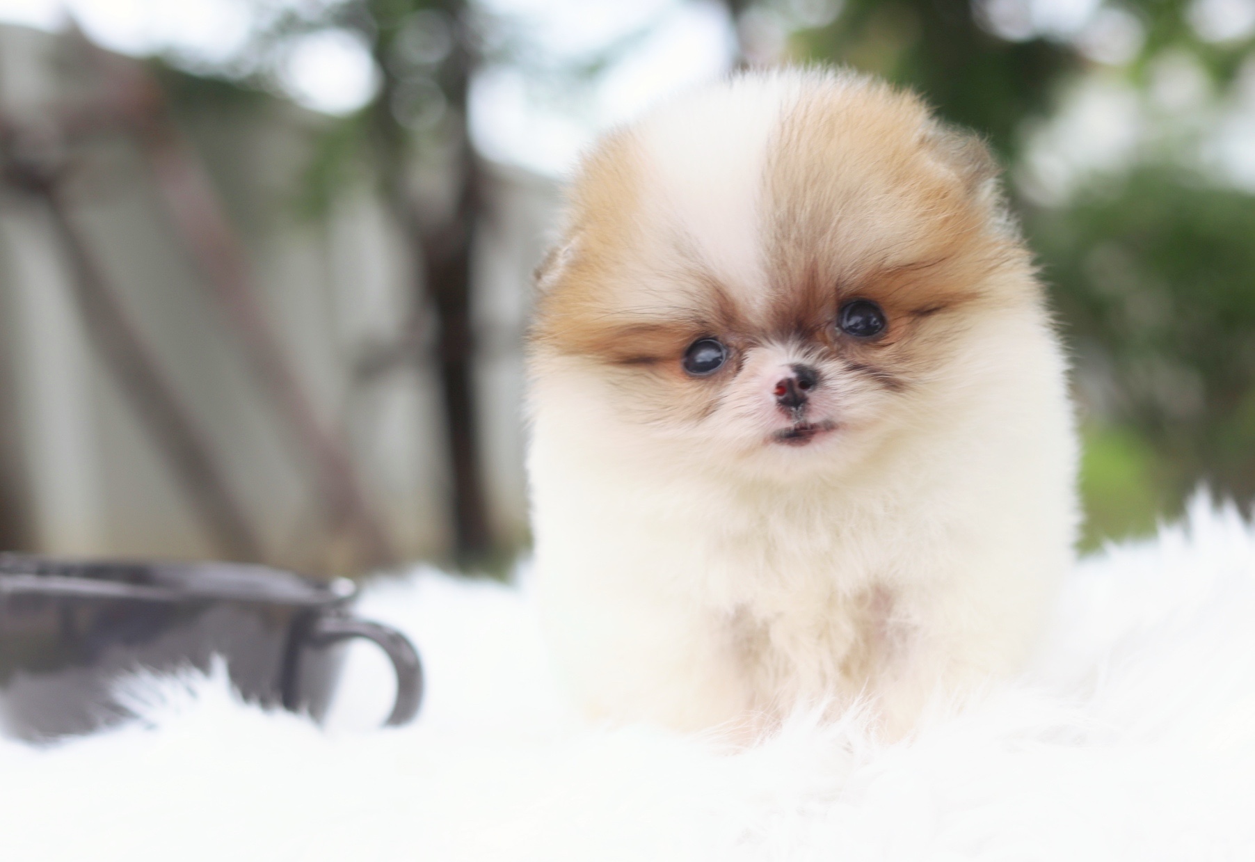 ปอมเมอเรเนียน เพศเมียสีแฟนซีทีคัพ