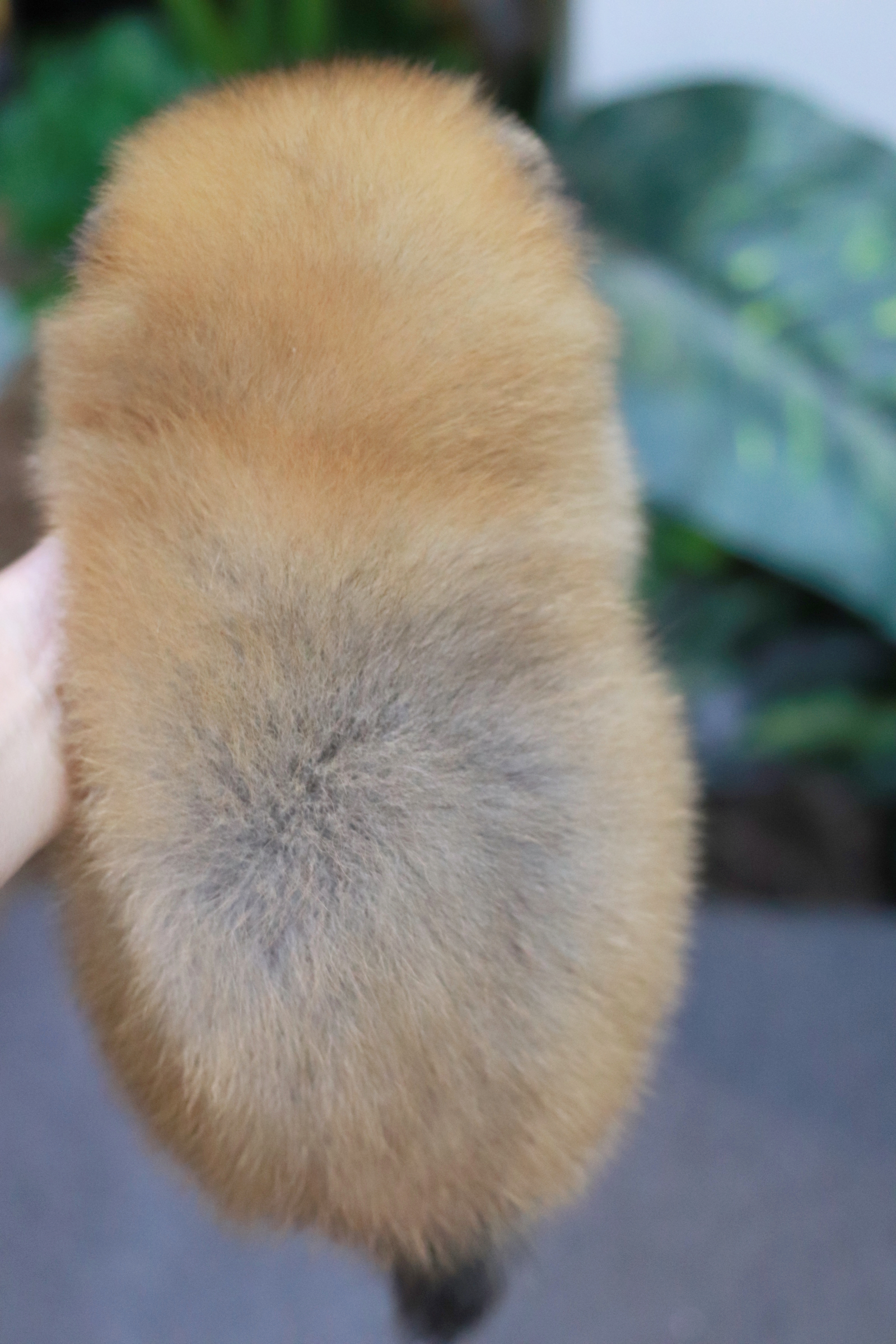 ปอมเมอเรเนียน เพศผู้