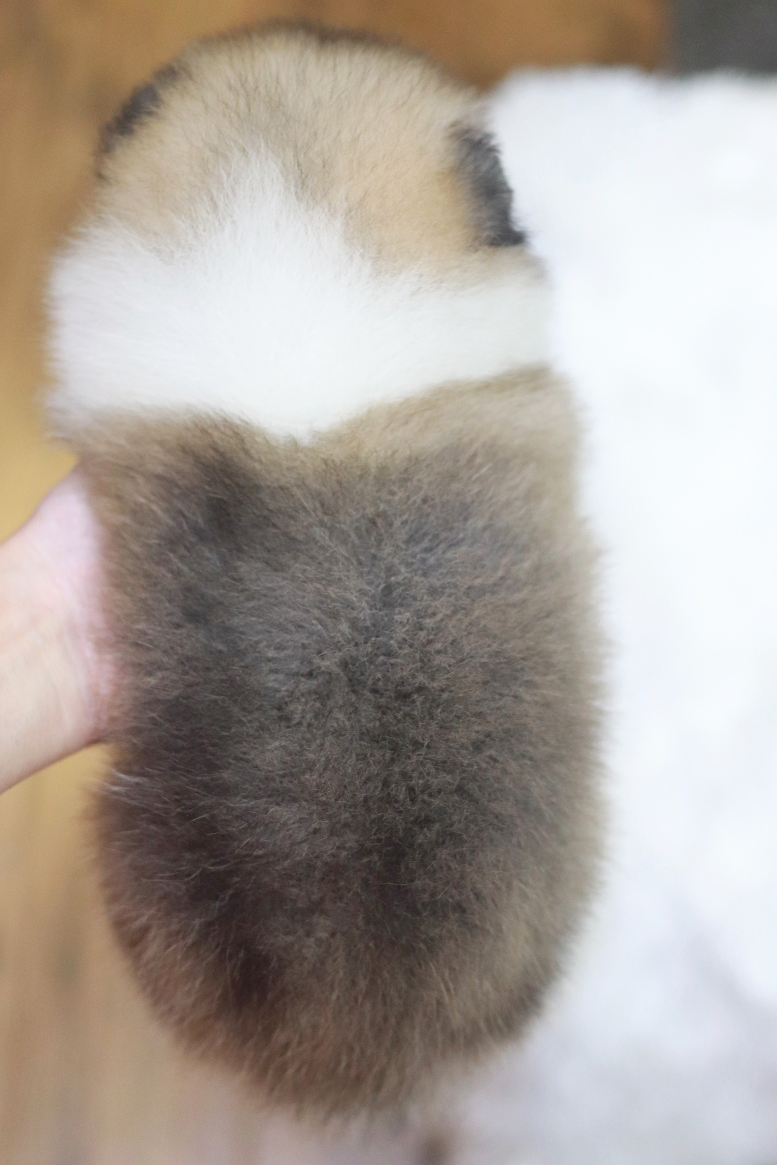 ปอมเมอเรเนียน เพศผู้ แฟนซี