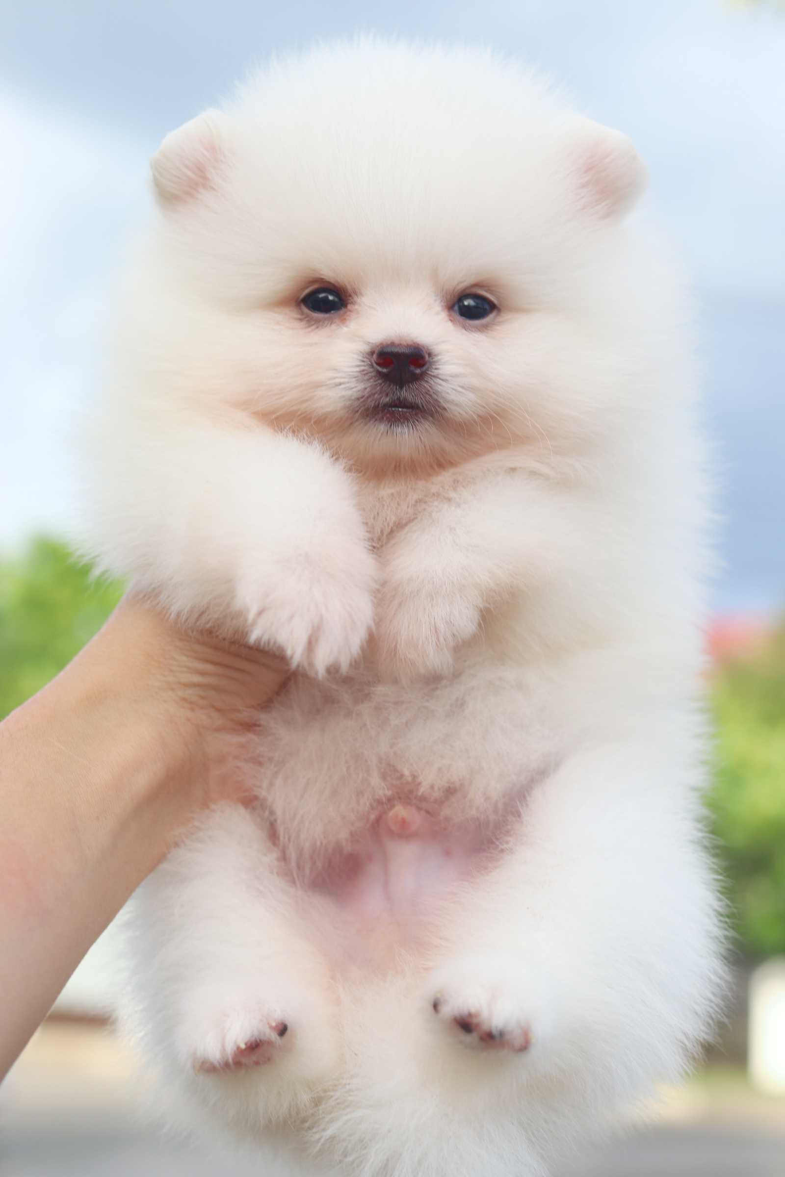 ปอมเมอเรเนียน เพศผู้สีขาวครีม