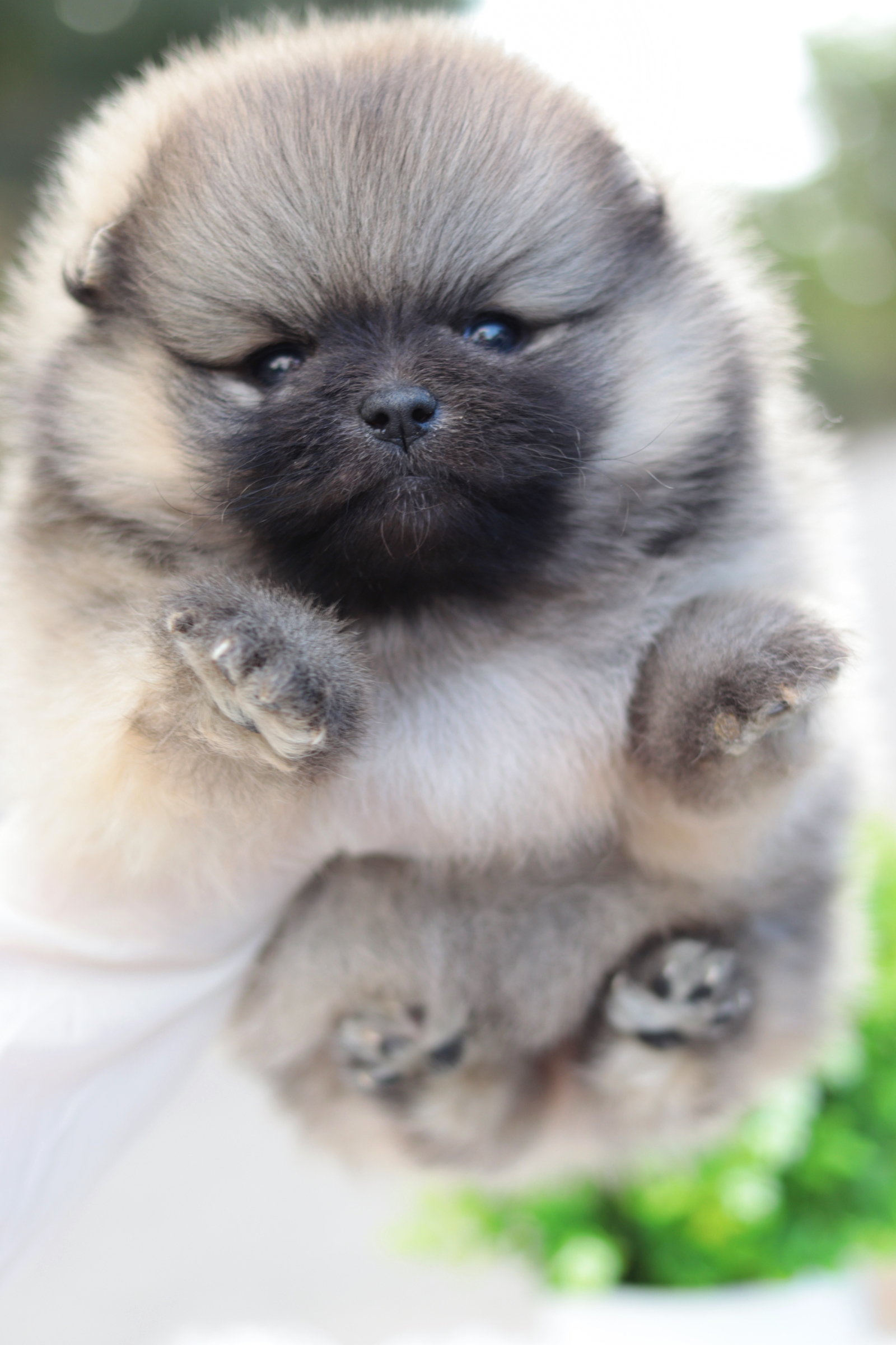 ปอมเมอเรเนียน เพศผู้ สีส้มขนแน่นๆ