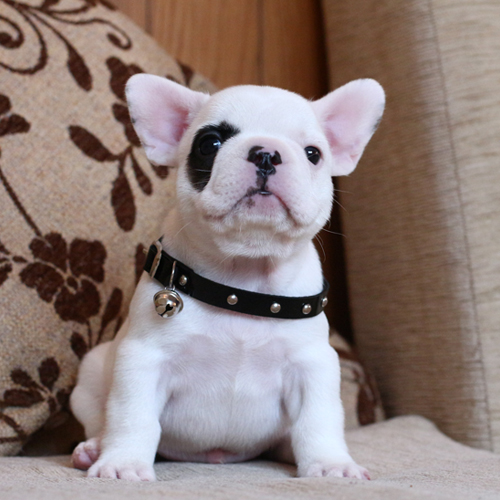 น้องไรเฟิล เฟรนช๋บูลด็อก มาร์คกิ้งโจรสลัด หน้าตาเท่ห์ๆ