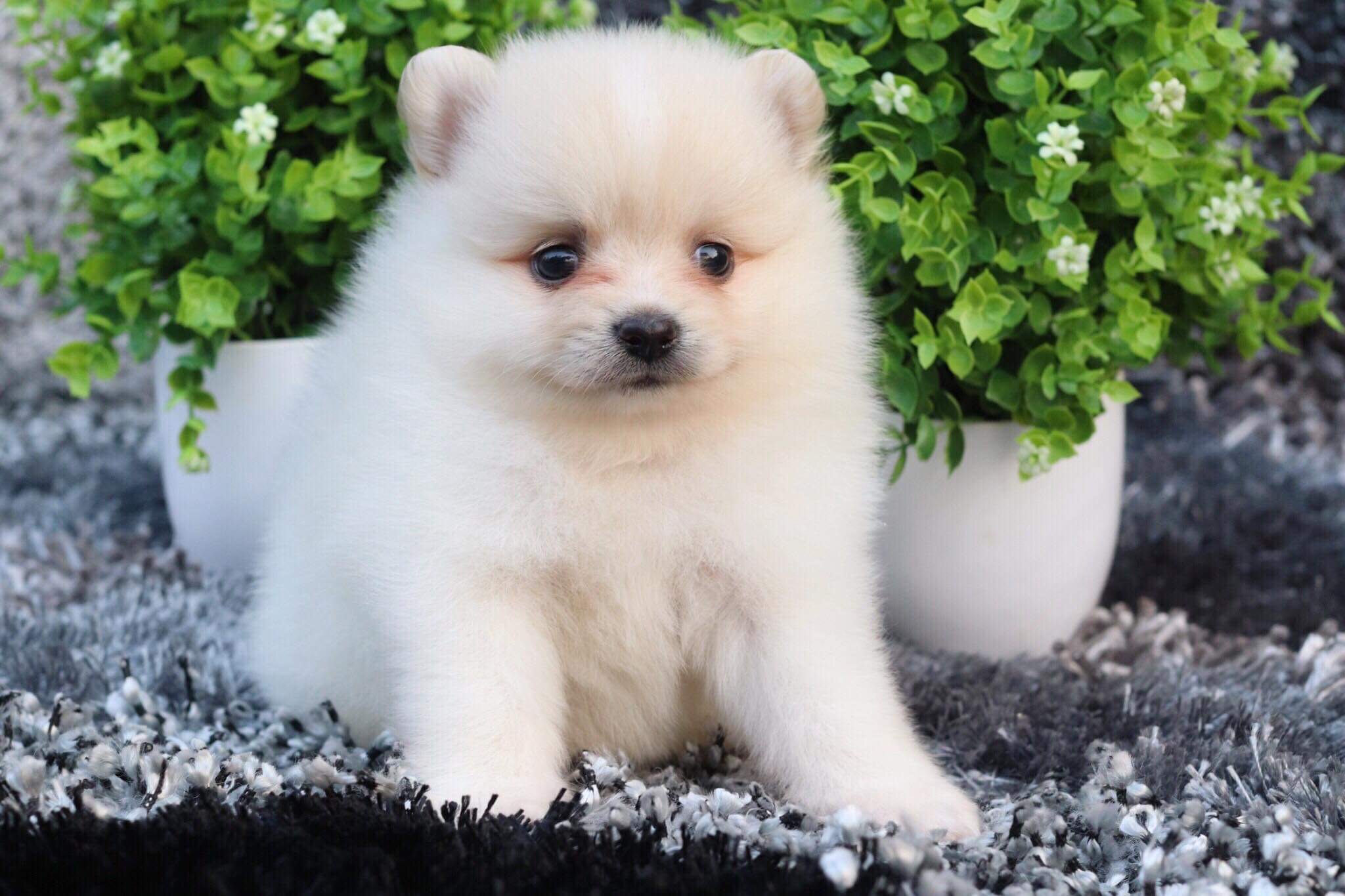 ปอมเมอเรเนียน เพศผู้