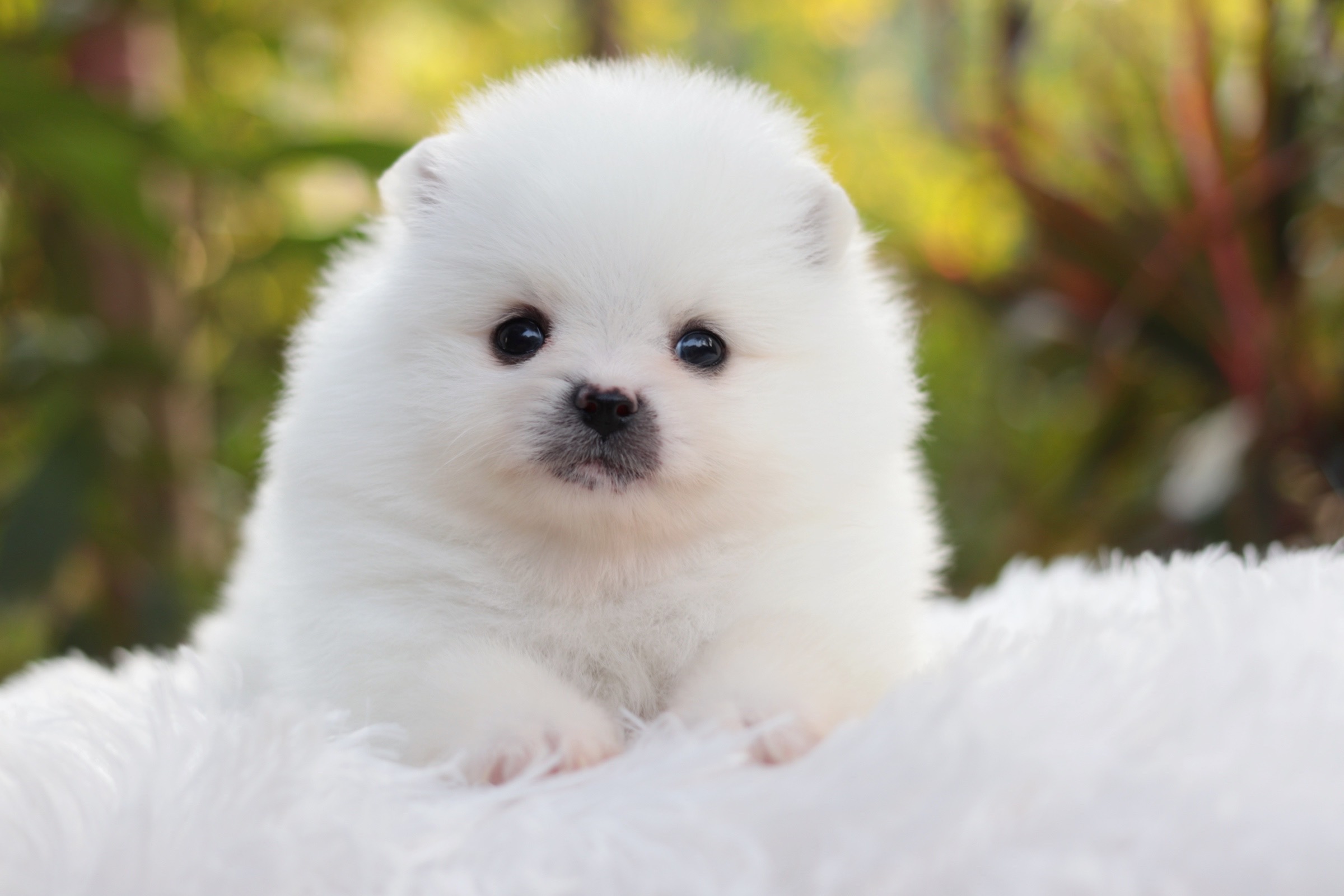 ปอมเมอเรเนียน เพศเมียสีขาวครีม