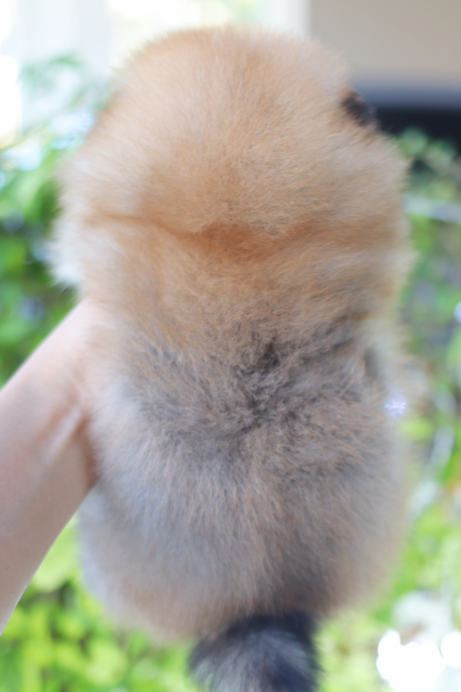 ปอมเมอเรเนียน เพศเมียสีส้ม เกรดโชว์