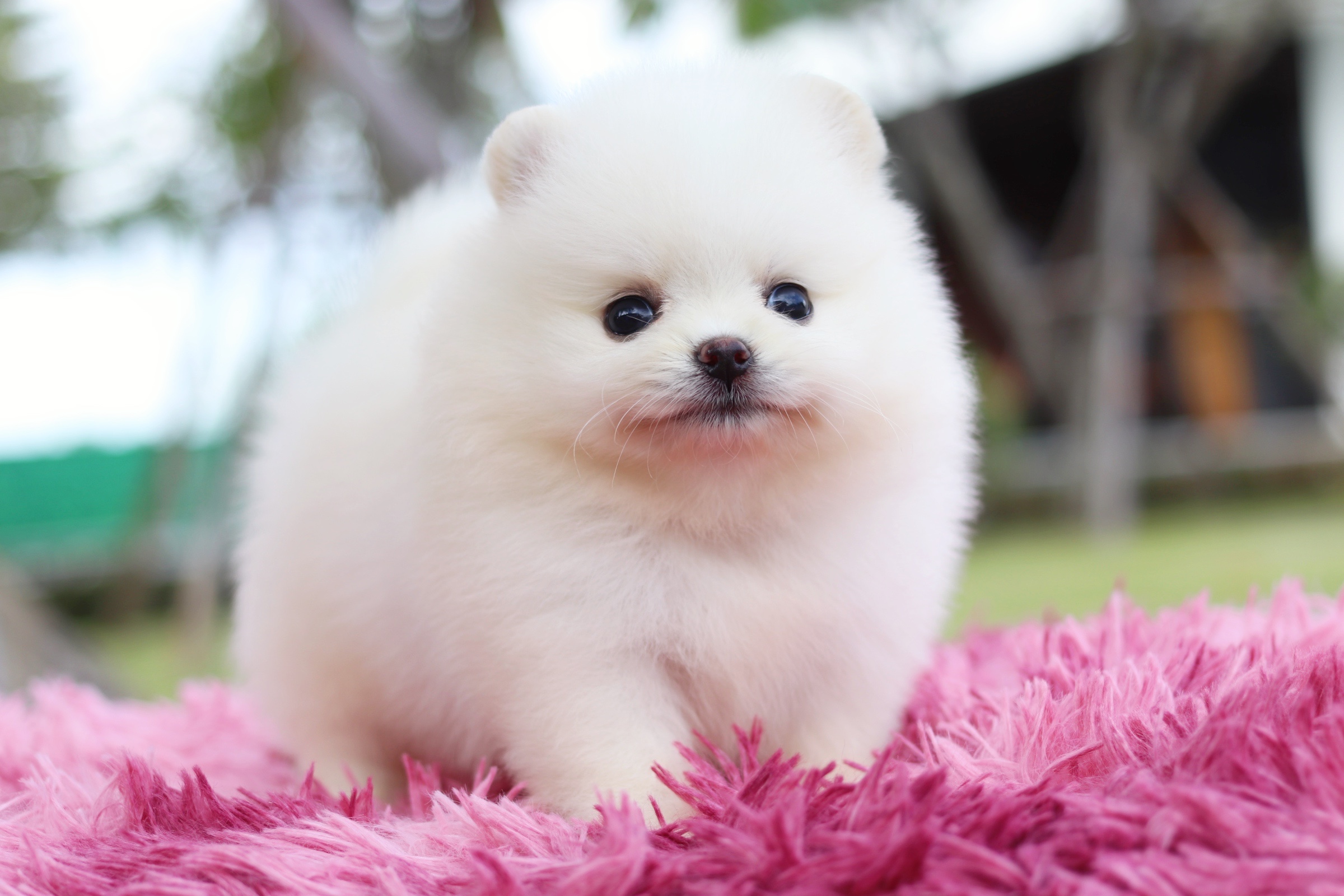 ปอมเมอเรเนียน เพศผู้ สีขาวครีม ไซส์เล็ก