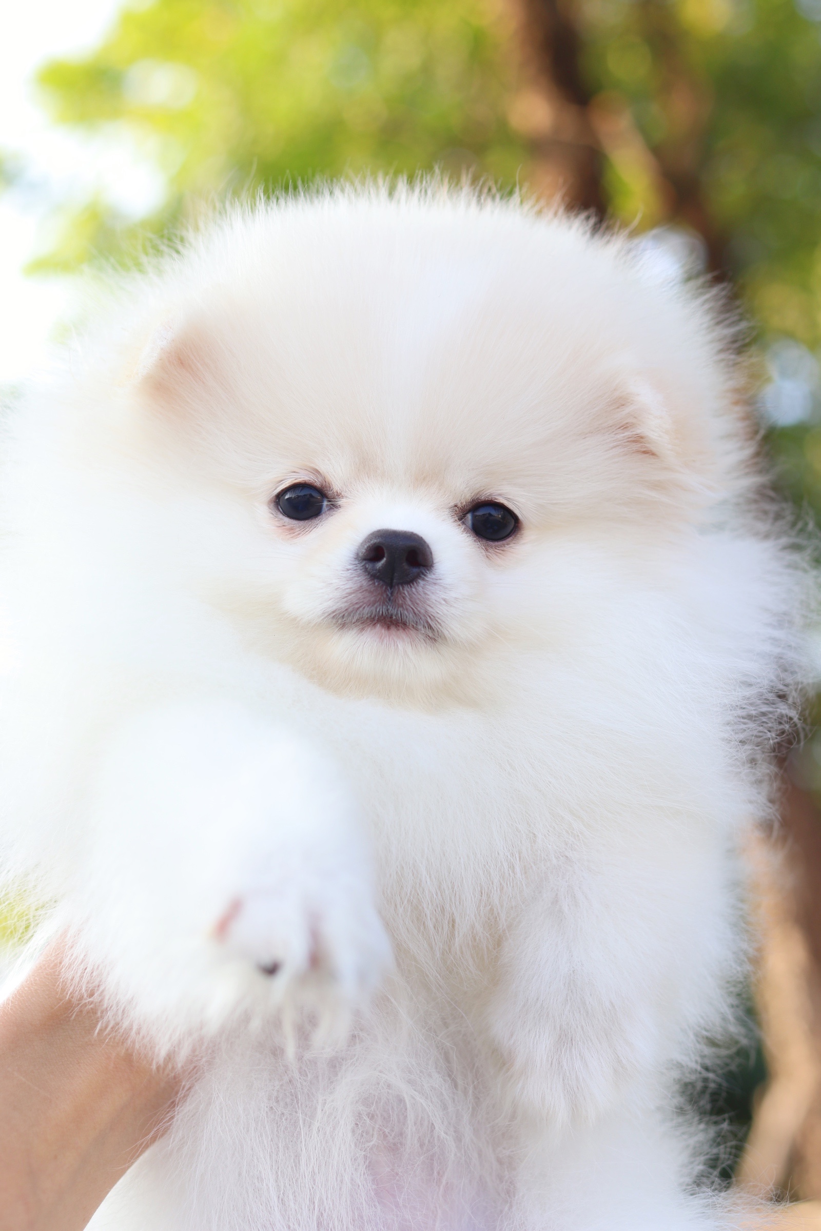 ปอมเมอเรเนียน เพศเมียสีขาวครีม