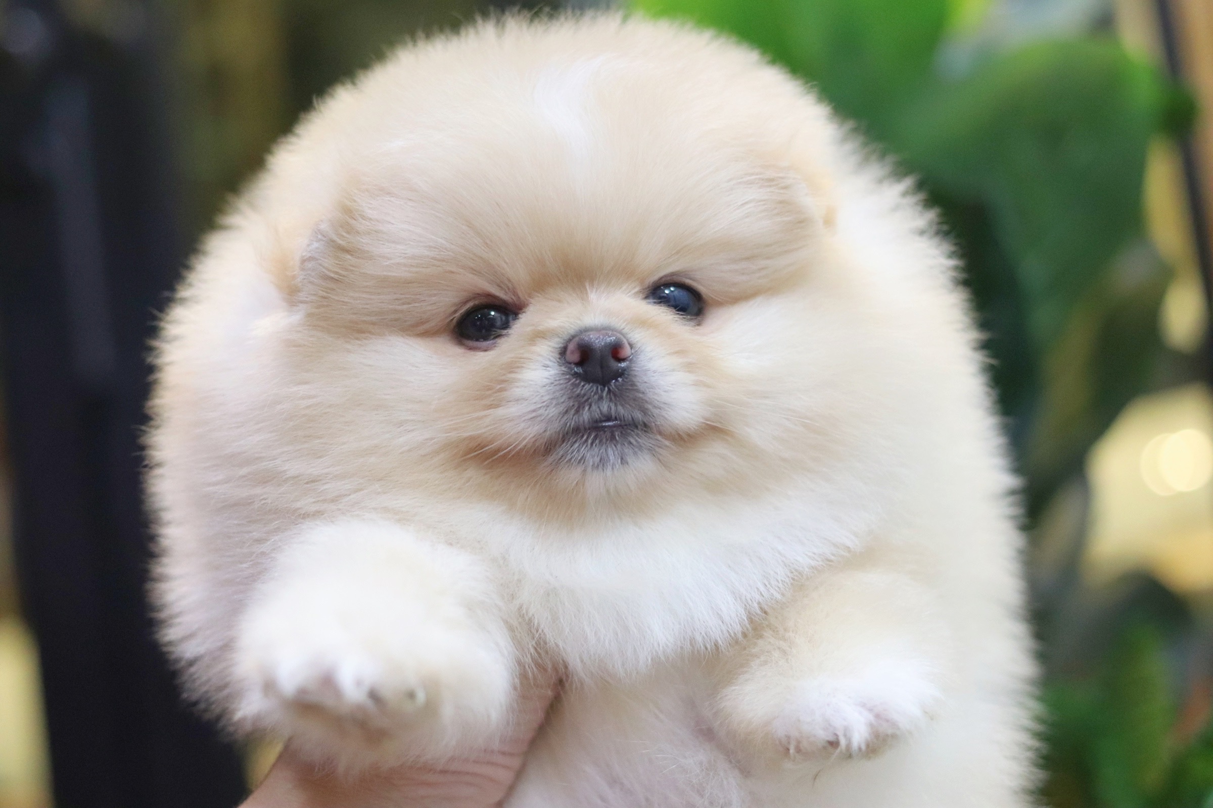 ปอมเมอเรเนียน เพศผู้ สีครีม