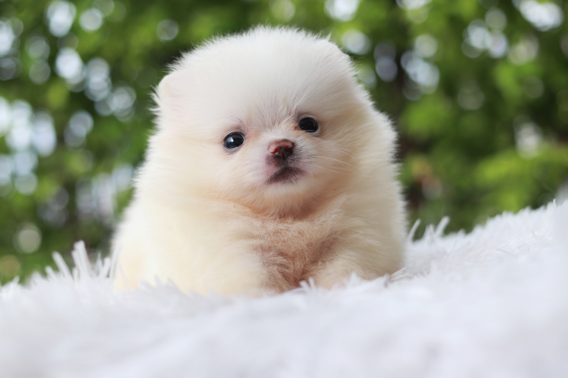 ปอมเมอเรเนียน เพศผู้ หน้าตุ๊กตา