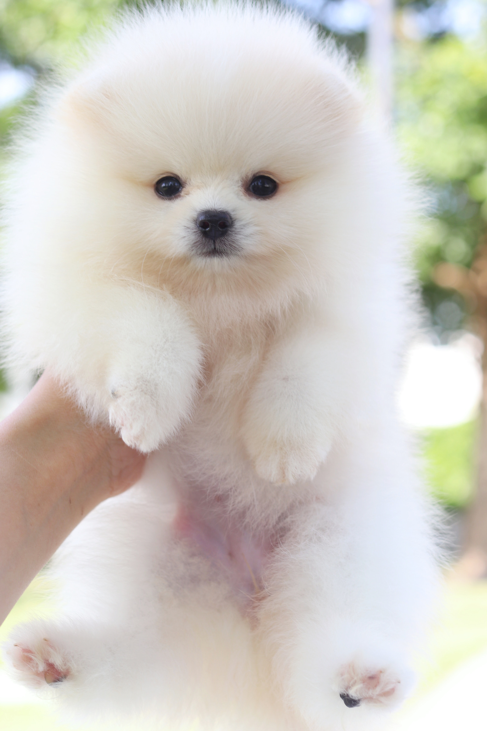 ปอมเมอเรเนียน เพศเมียสีขาวครีม