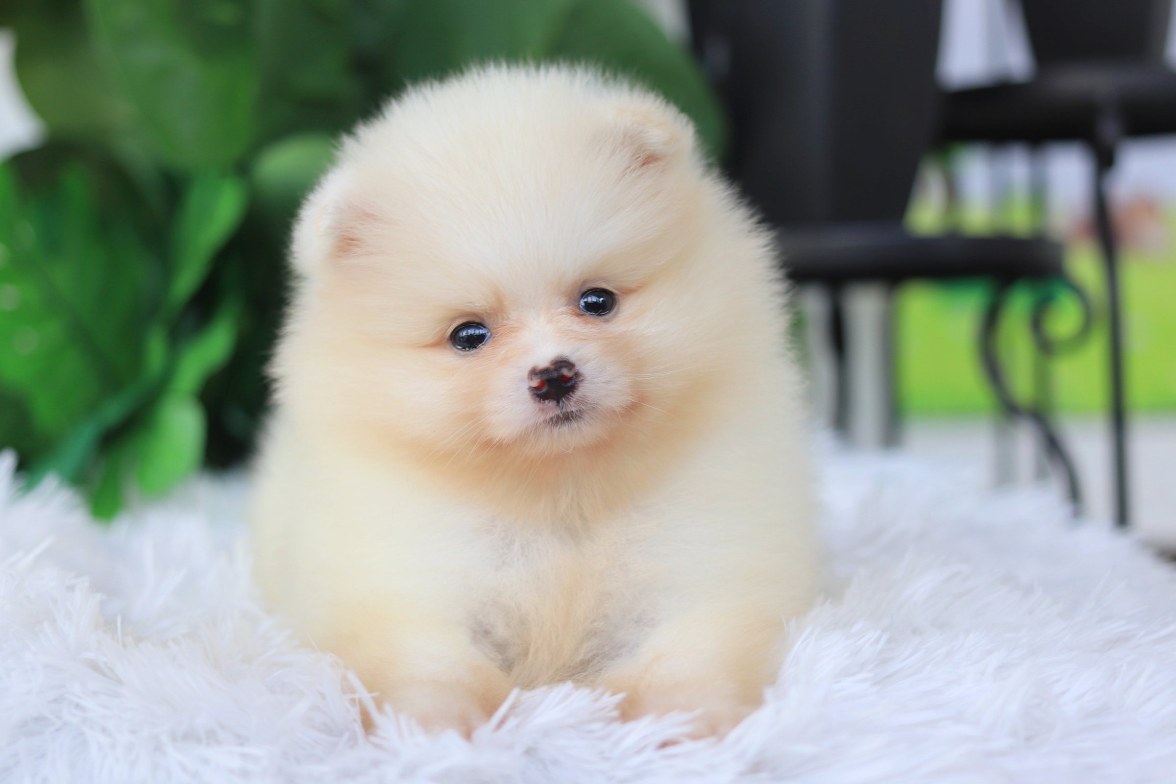 ปอมเมอเรเนียน เพศเมียขาวครีม