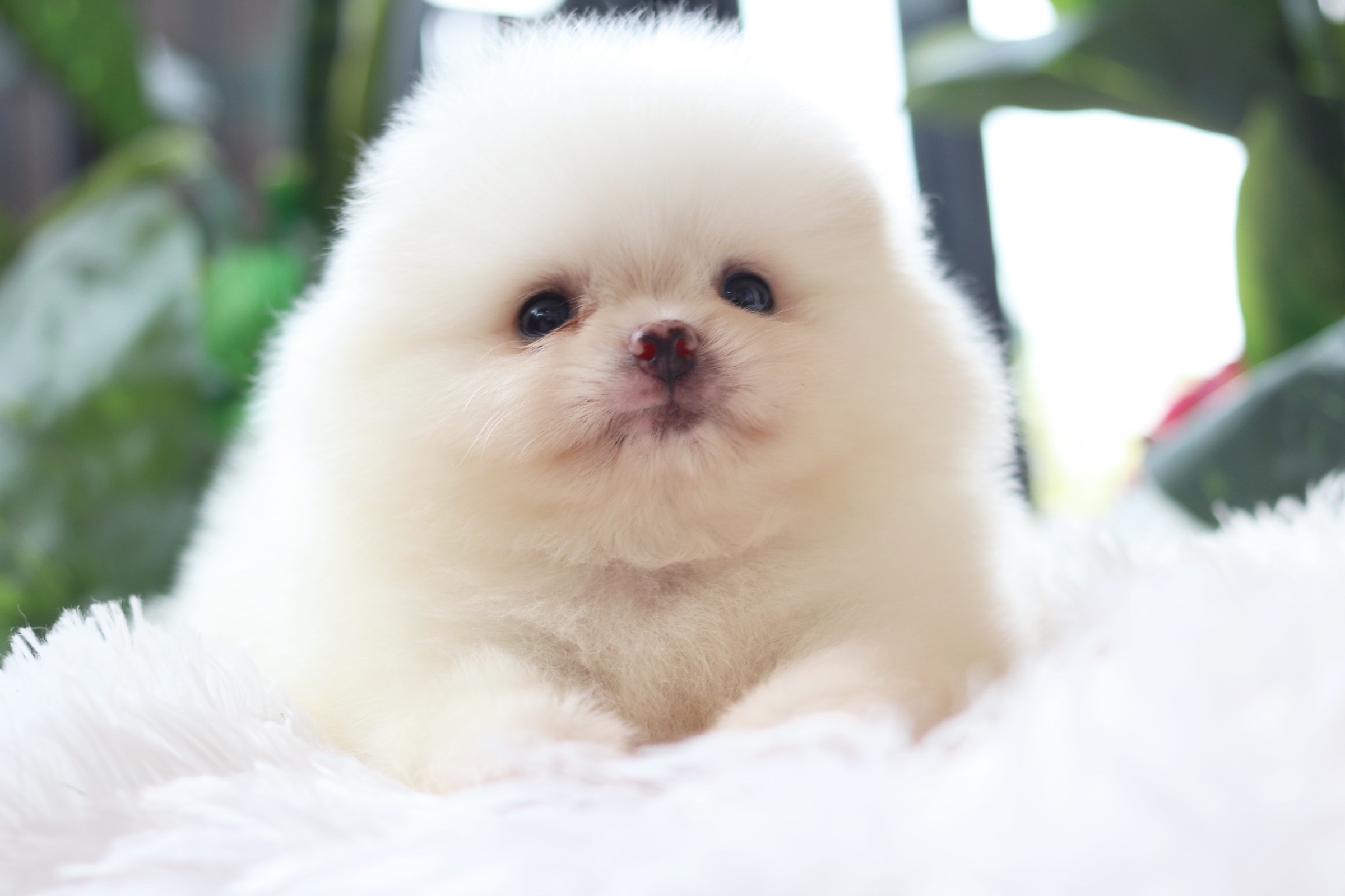 ปอมเมอเรเนียน เพศผู้ สีขาวครีม