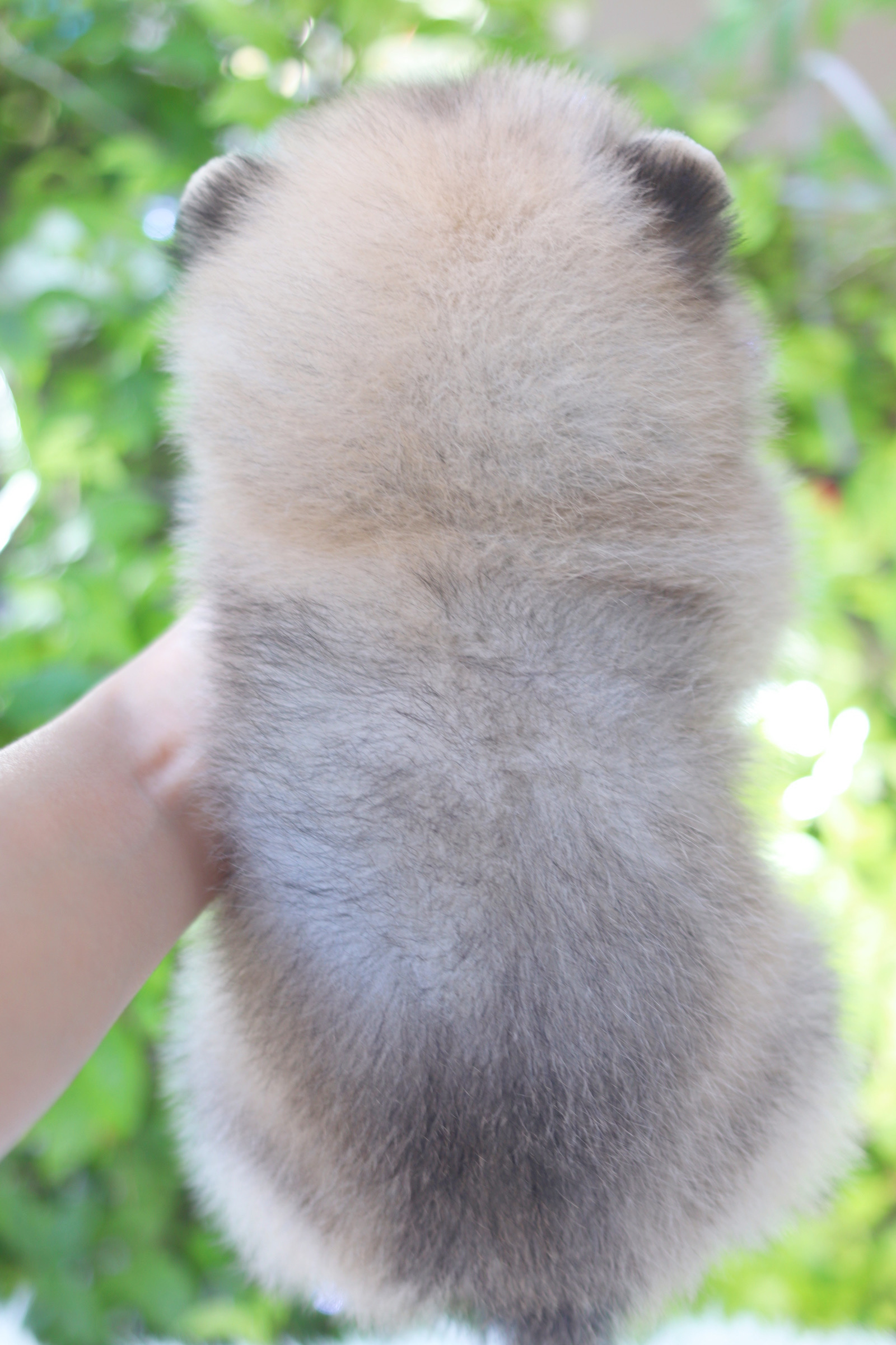 ปอมเมอเรเนียน เพศผู้สีส้ม