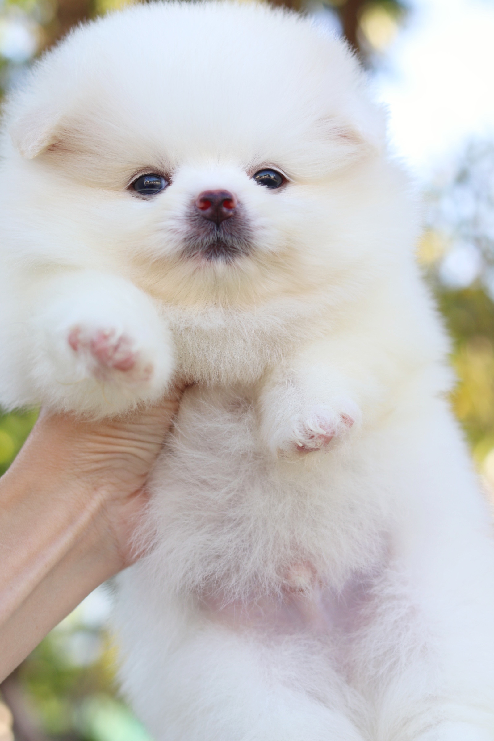 ปอมเมอเรเนียน เพศผู้ ขาวครีม